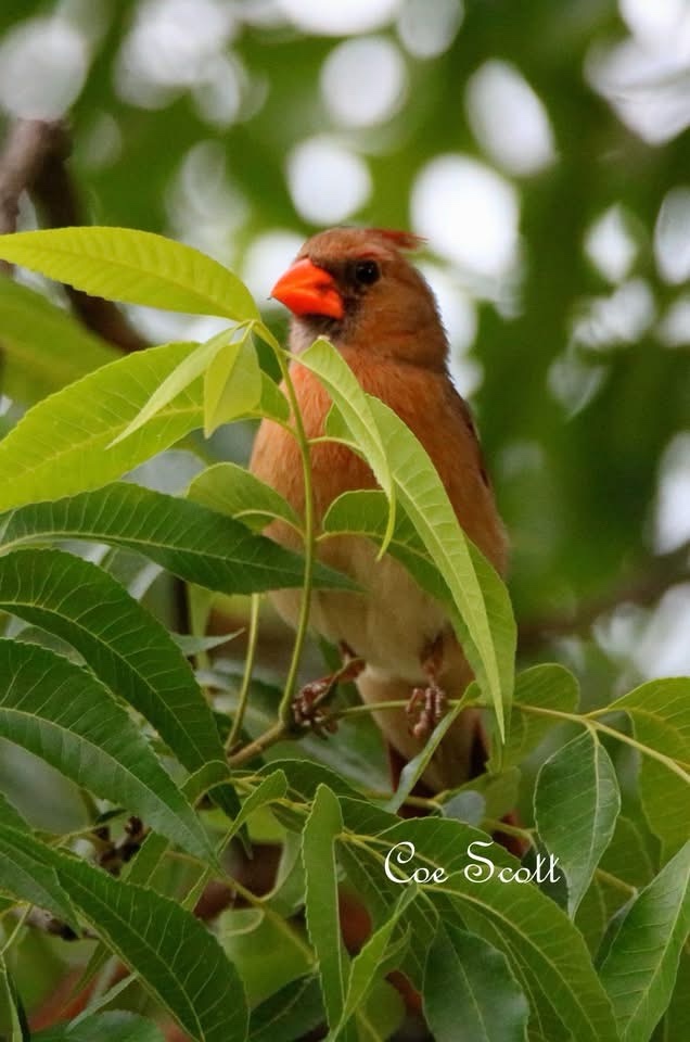The Majestic Cardinal