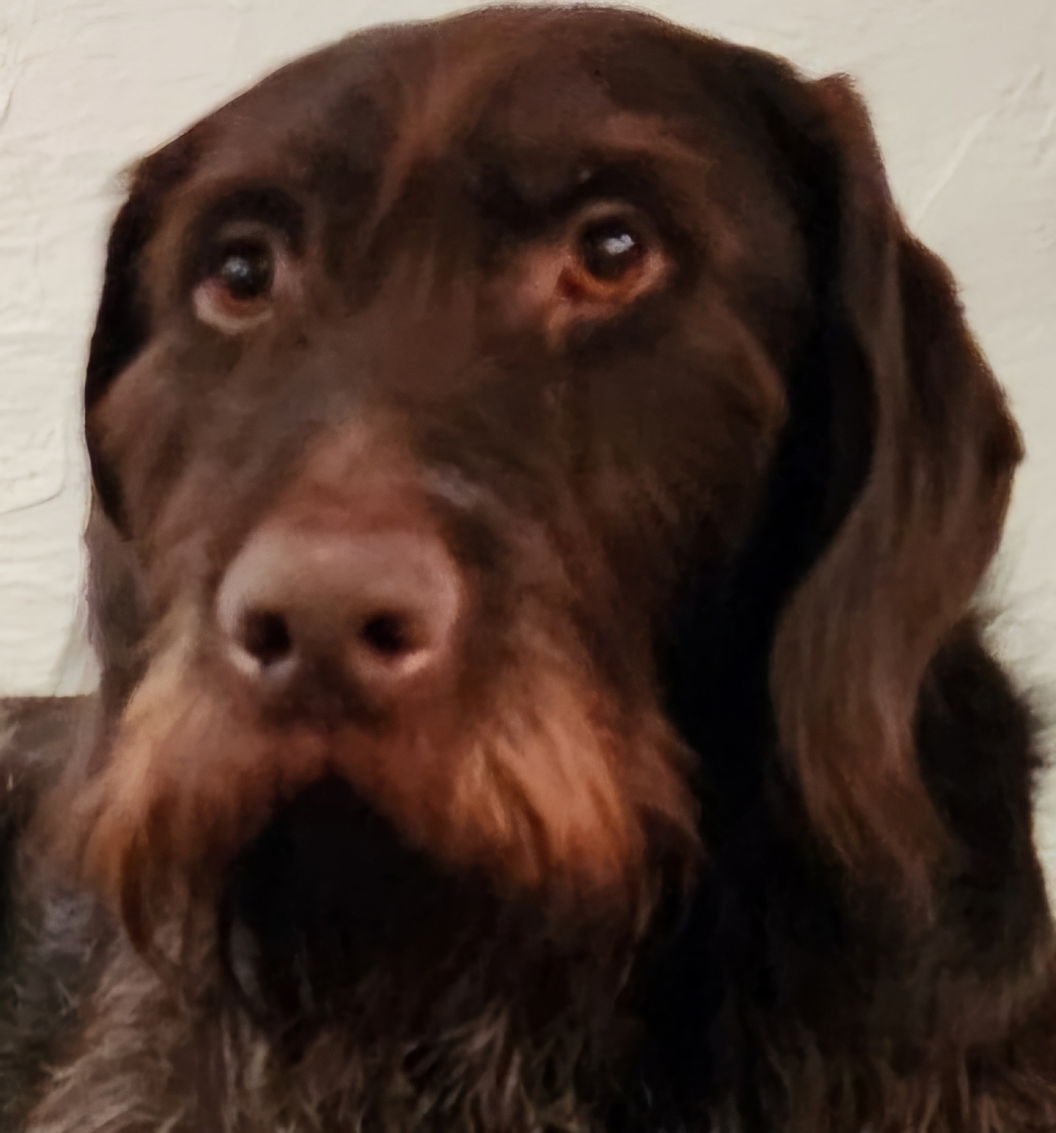 Meet Waltz: The Goodest Boy Around