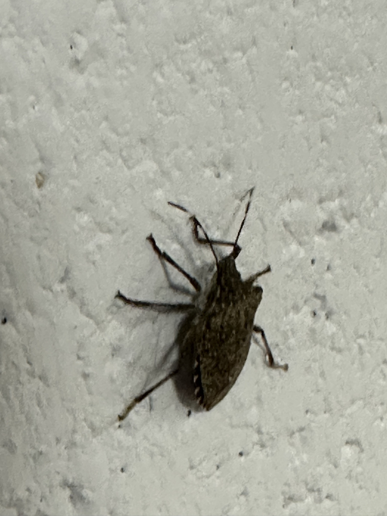 Can You Help Me Identify This Bug? Central Michigan Basement Invasion!
