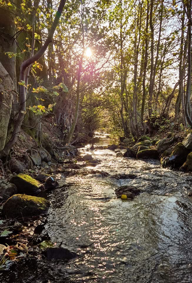 The Tranquil Creek