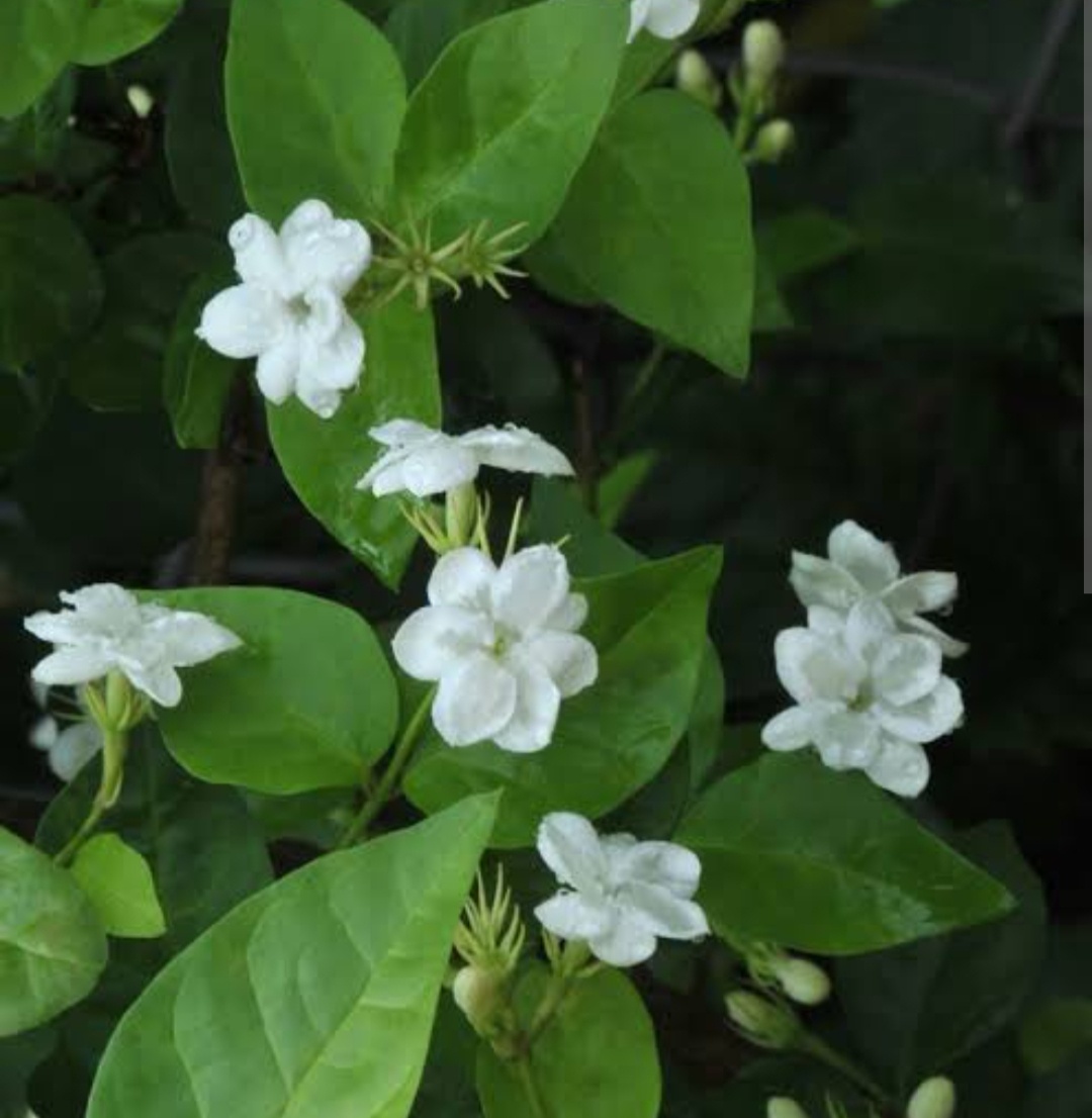 Sampaguita: A Beautiful Promise of Love in Filipino Culture