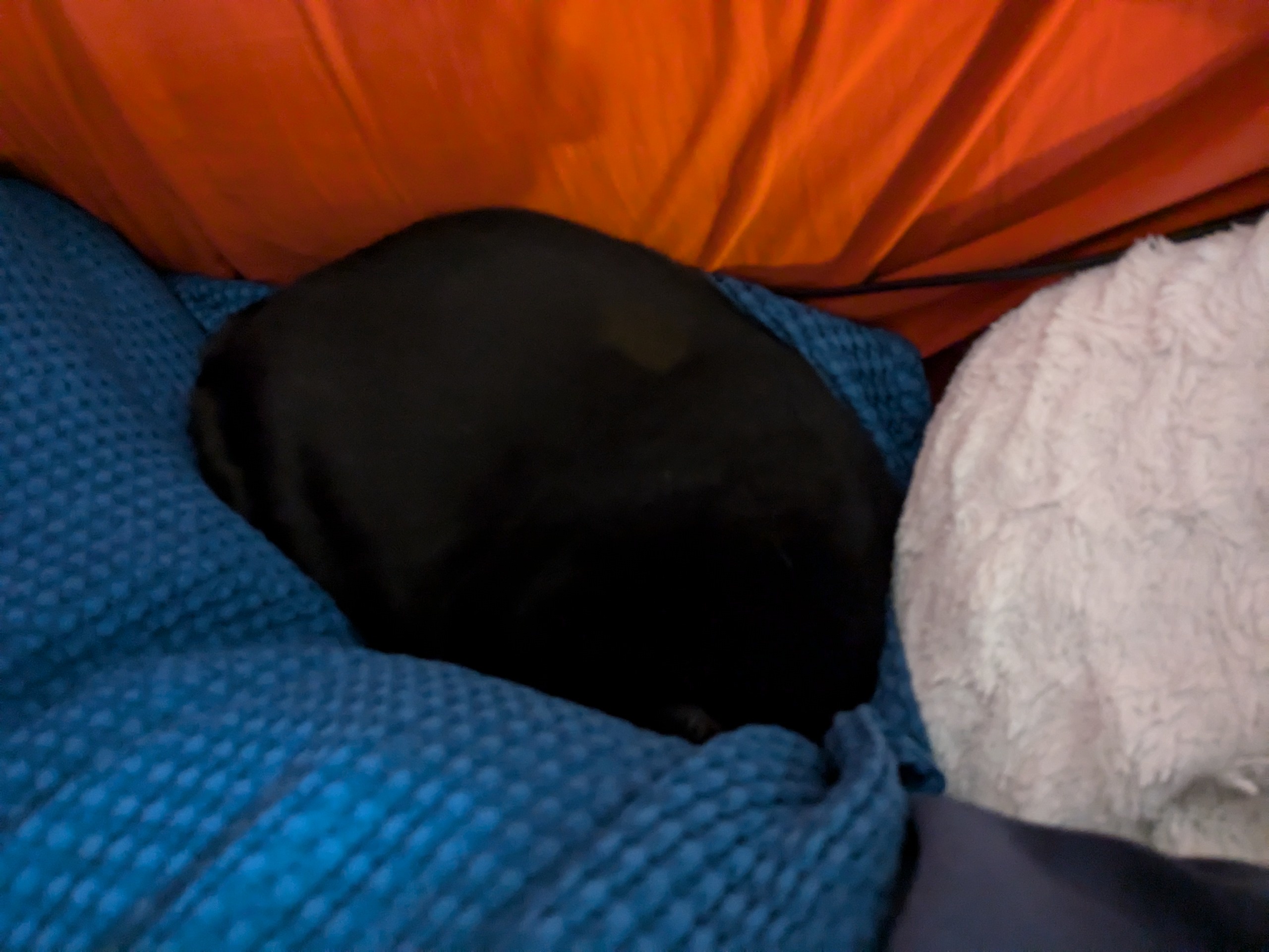 Black Cat Owners Be Like: 'Aww, So Adorable!'