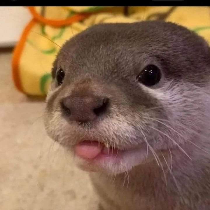 Adorable Acorny Otter