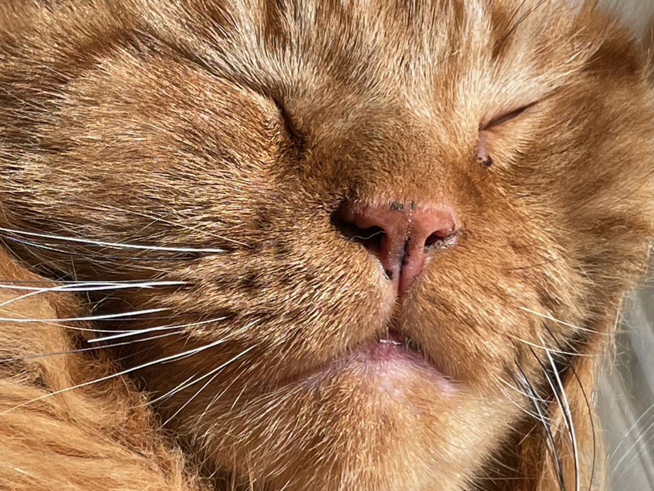 A cozy close-up of an orange cat enjoying a peaceful nap