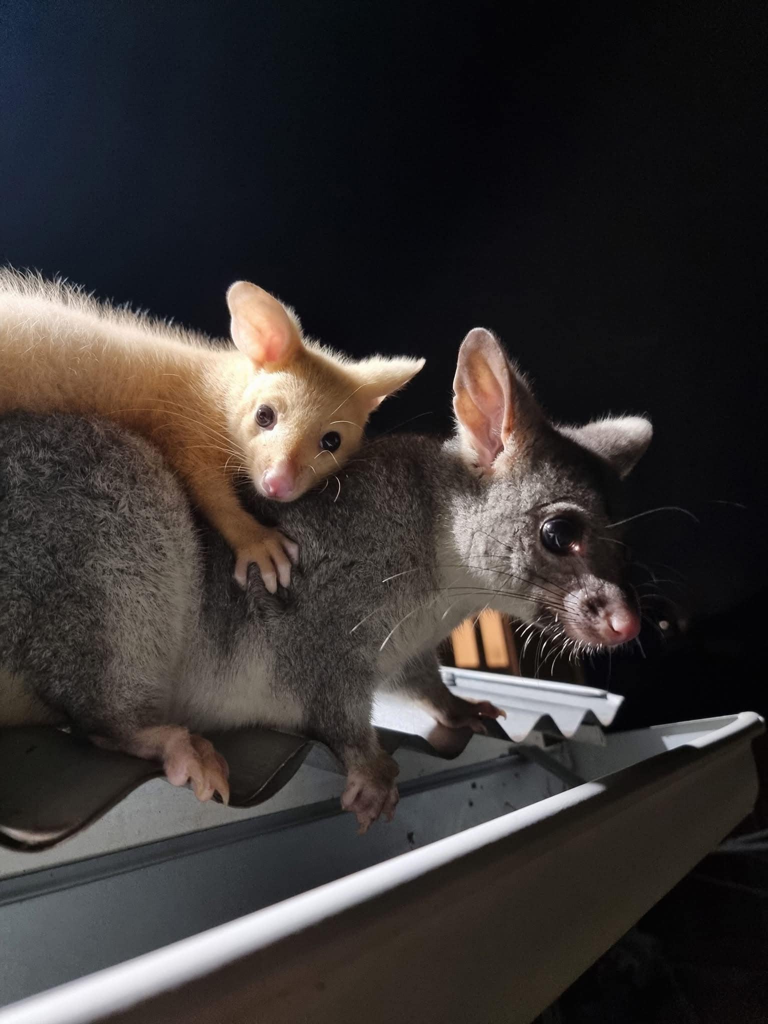 Meet the Stunning Golden Brushtail Possum