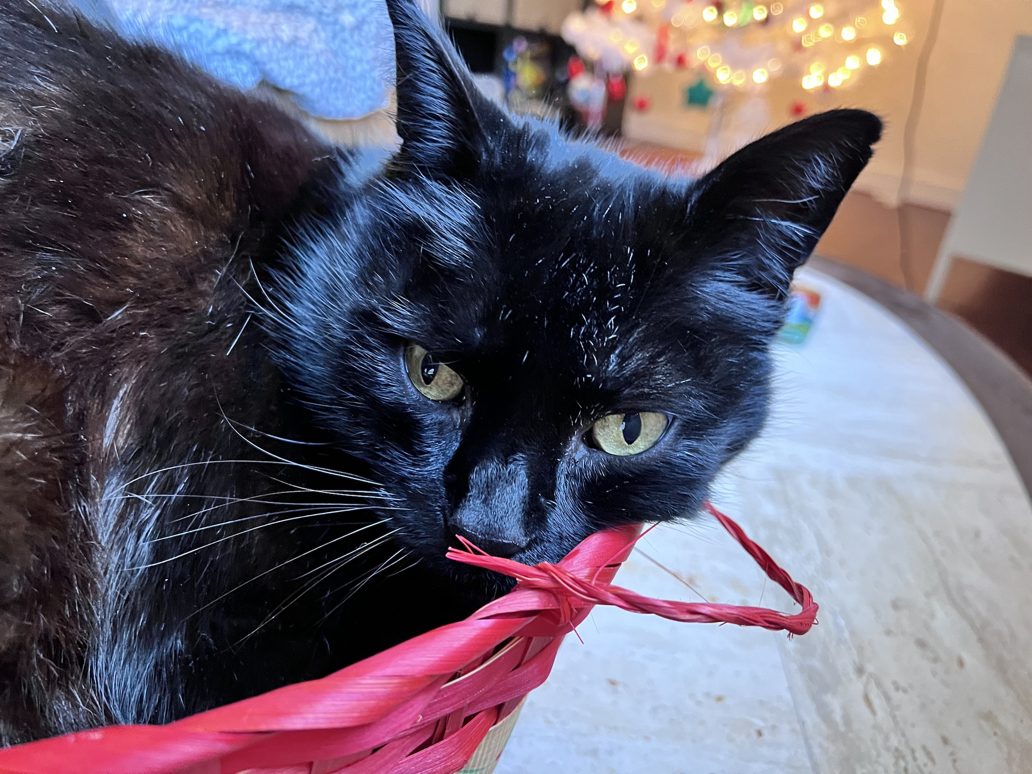 Adorable Christmas Cat in a Basket for 2024