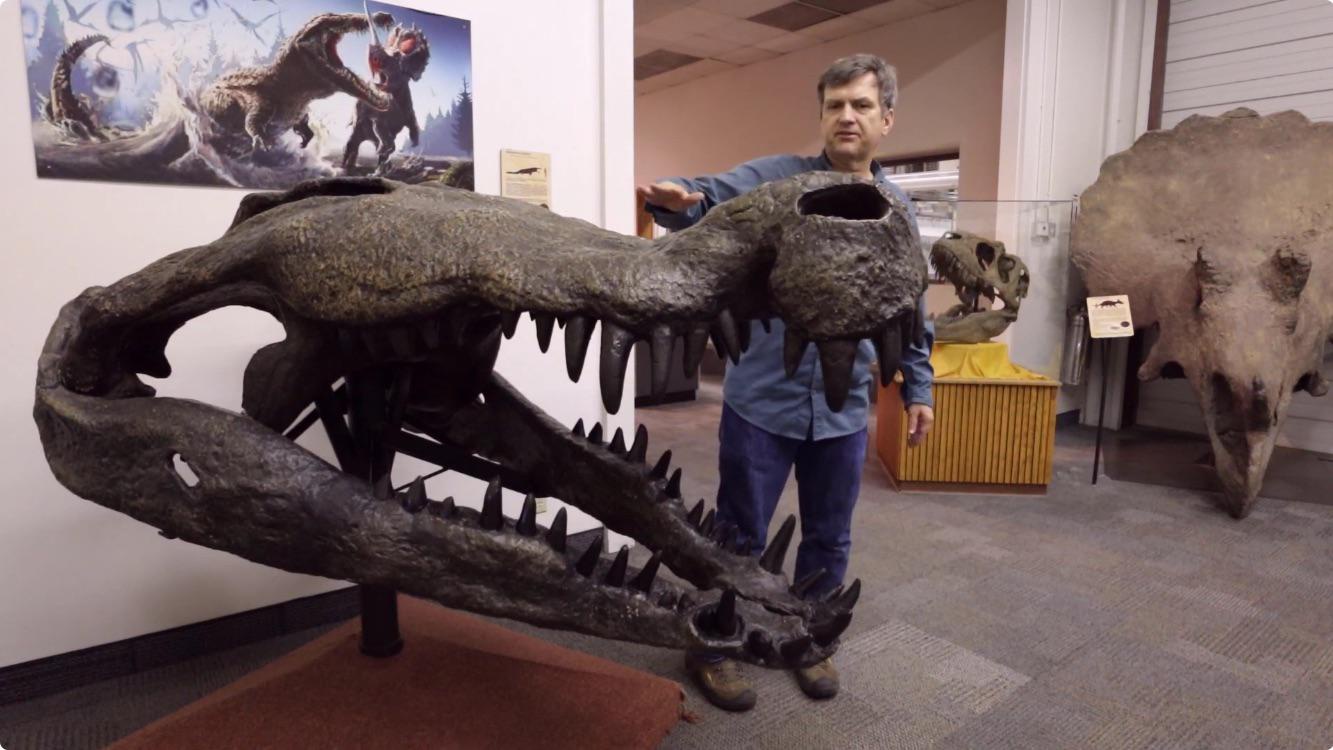 Behold the skull of a Deinosuchus, one of the largest crocodilians to roam the Earth