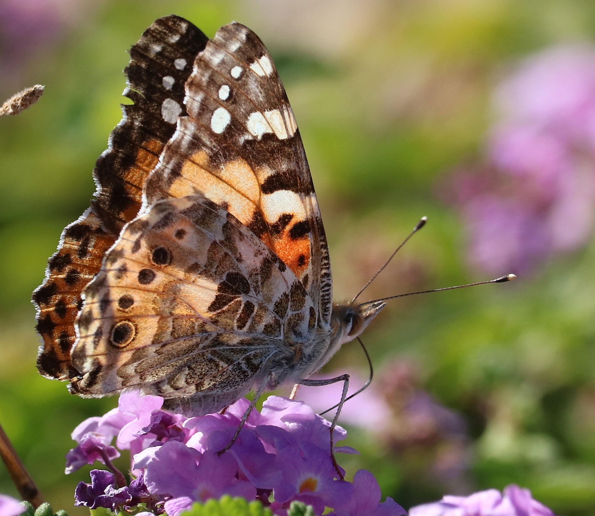 The Beautiful Painted Lady