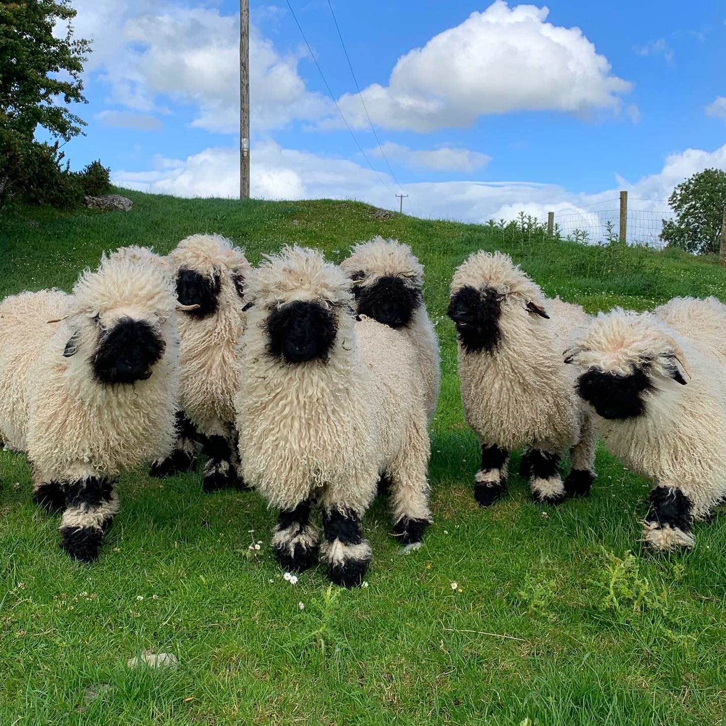 Join the Pasture Gang for Some Fun! :)