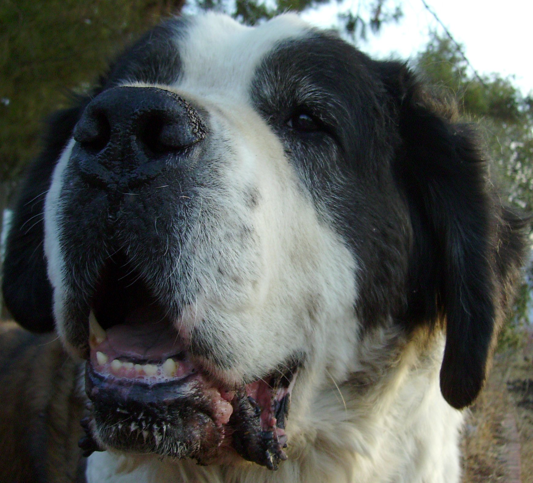 Introducing Ruffy Dufus: The Name You Won't Forget!