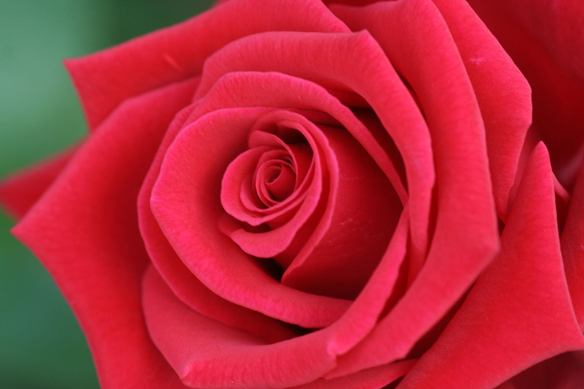 A glimpse of the Keisei Rose Garden in May 2013: Nature's beauty captured!