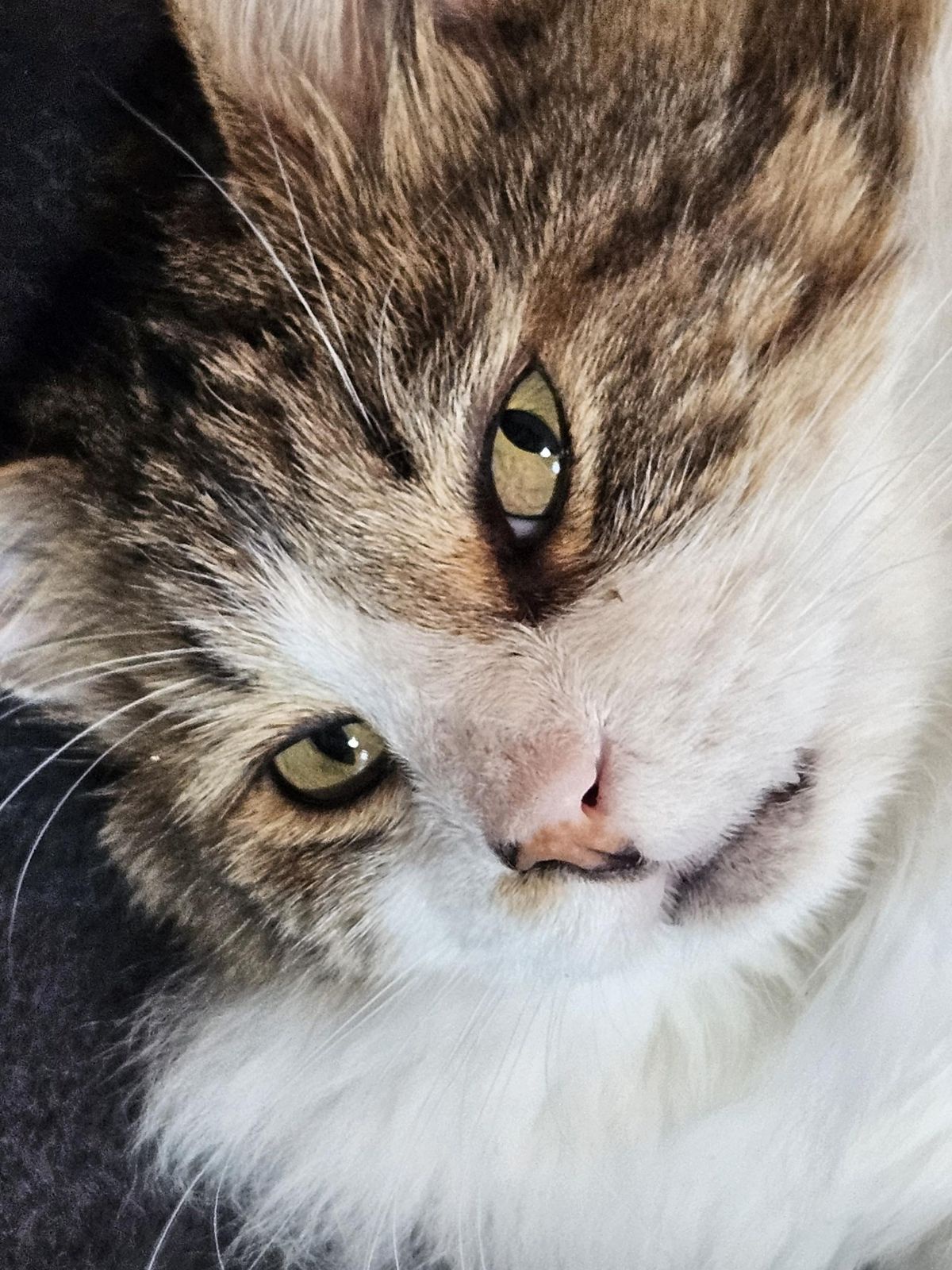 Meet Mr. Richard: A Character to Remember