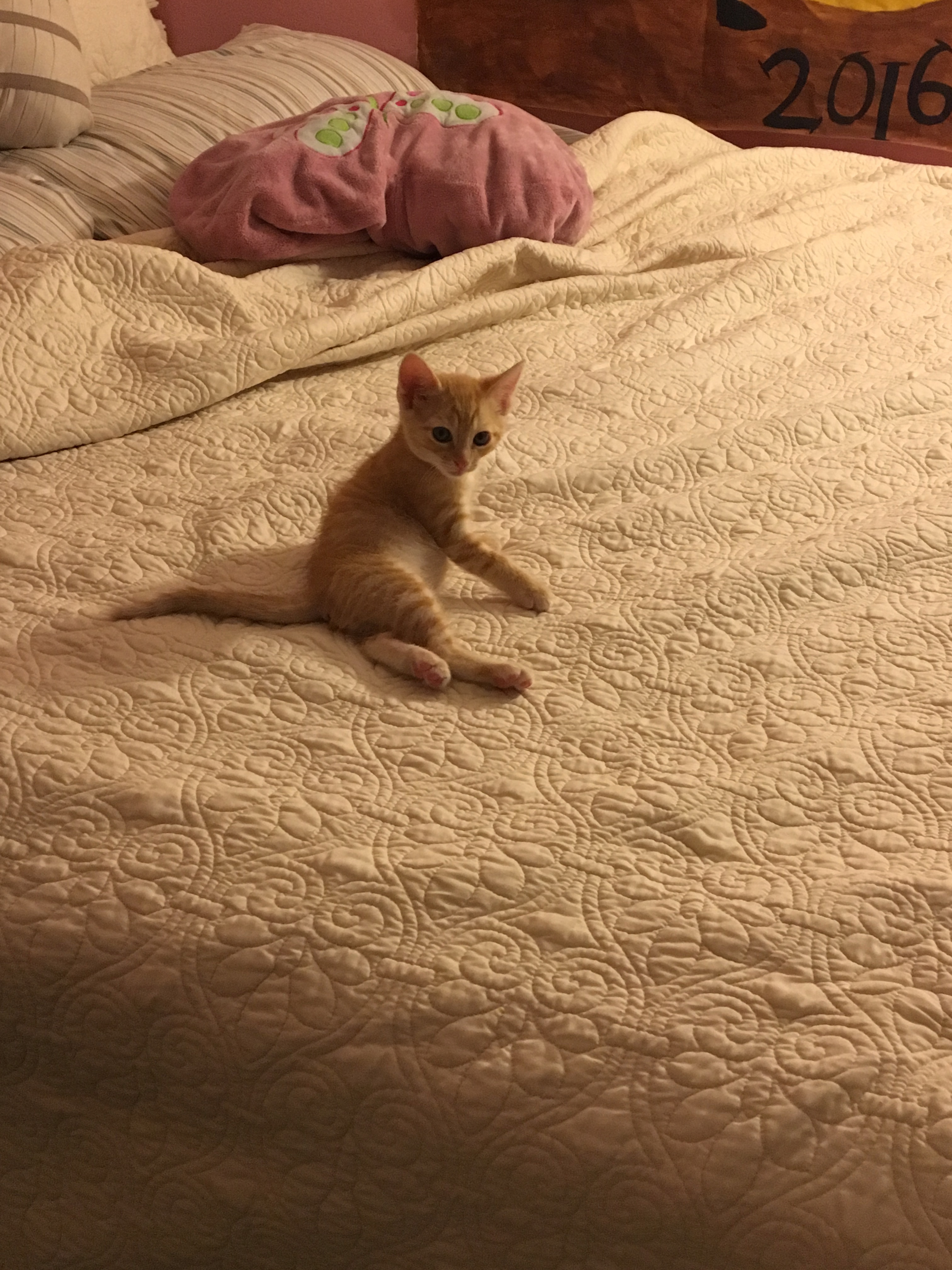 Adorable Kitty Cuteness Overload