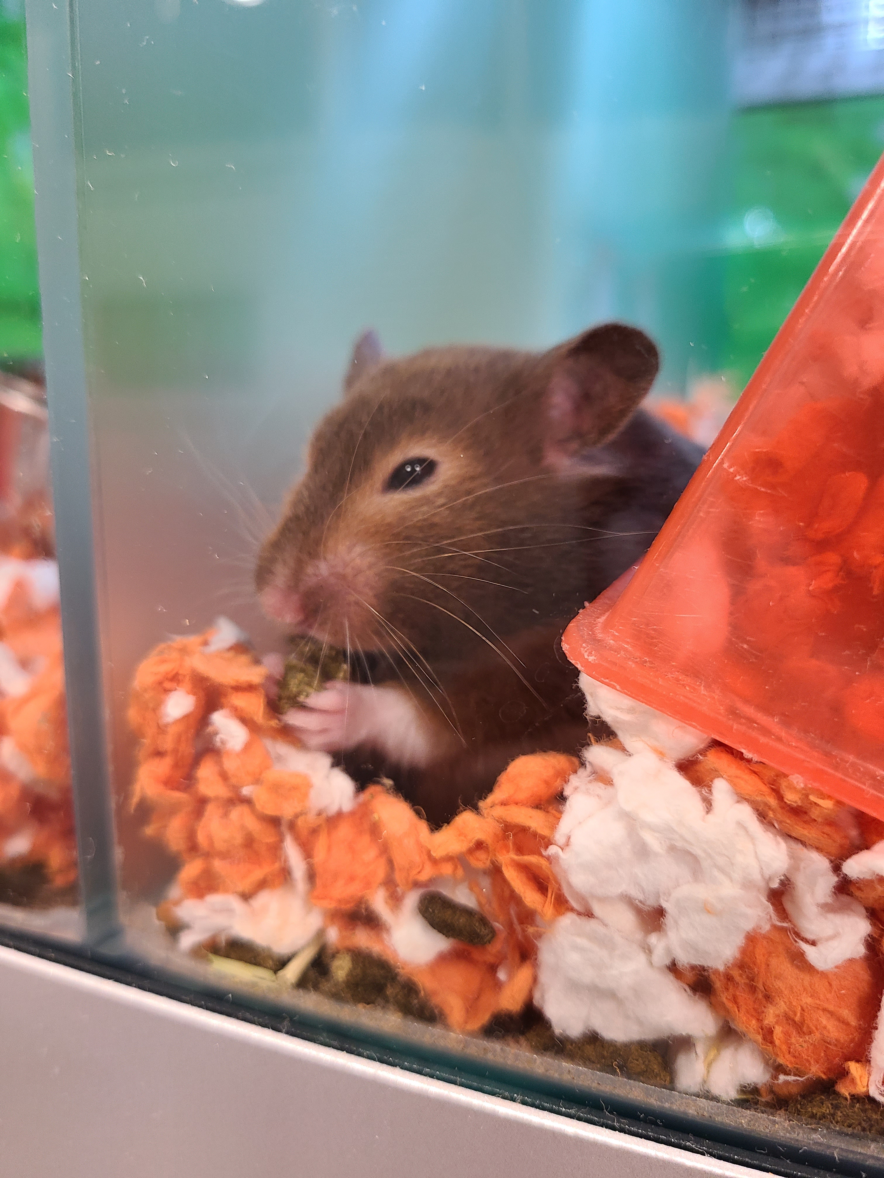 Your acorns, please, Mr. Hamster!