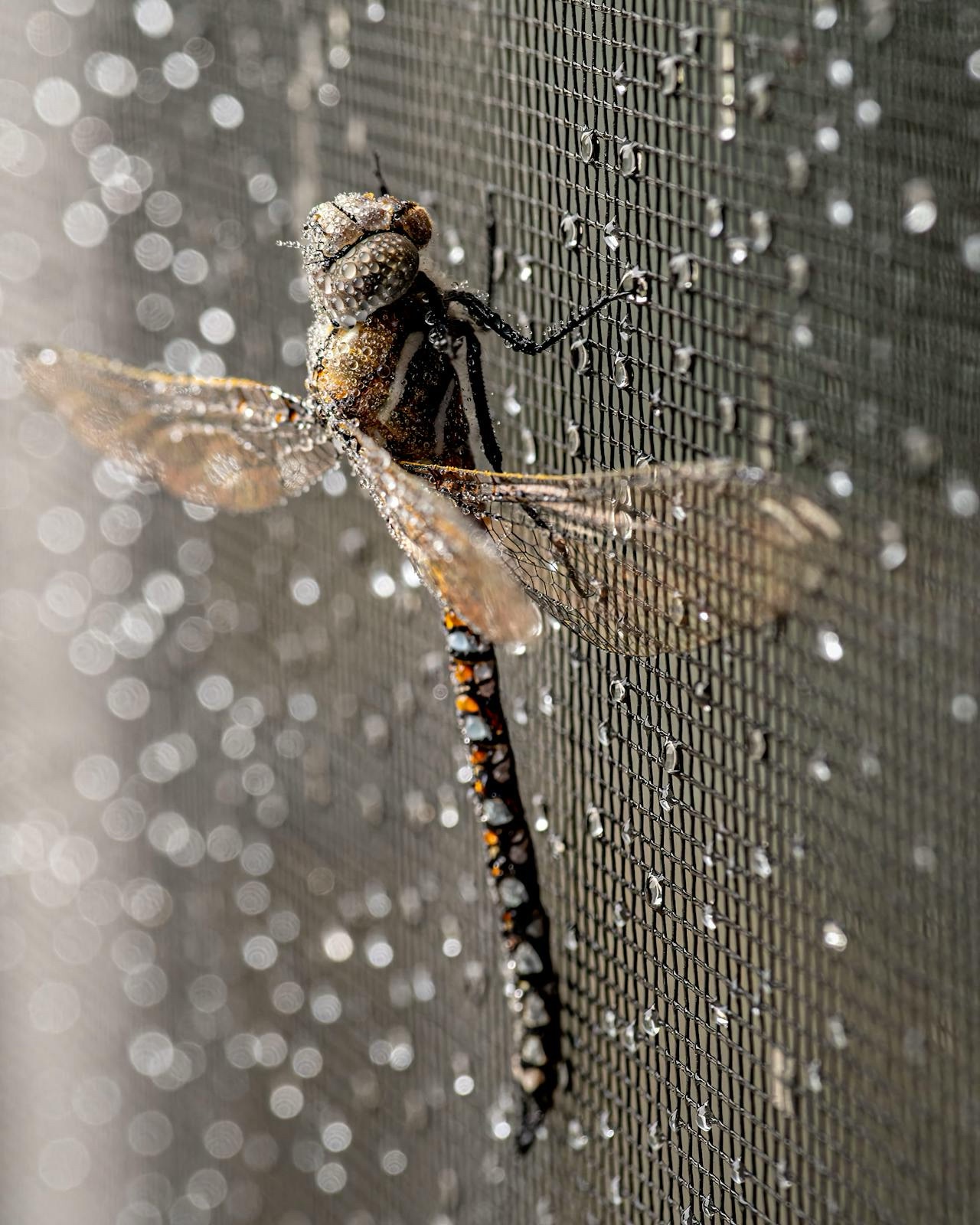 The Graceful Dragonfly in Flight