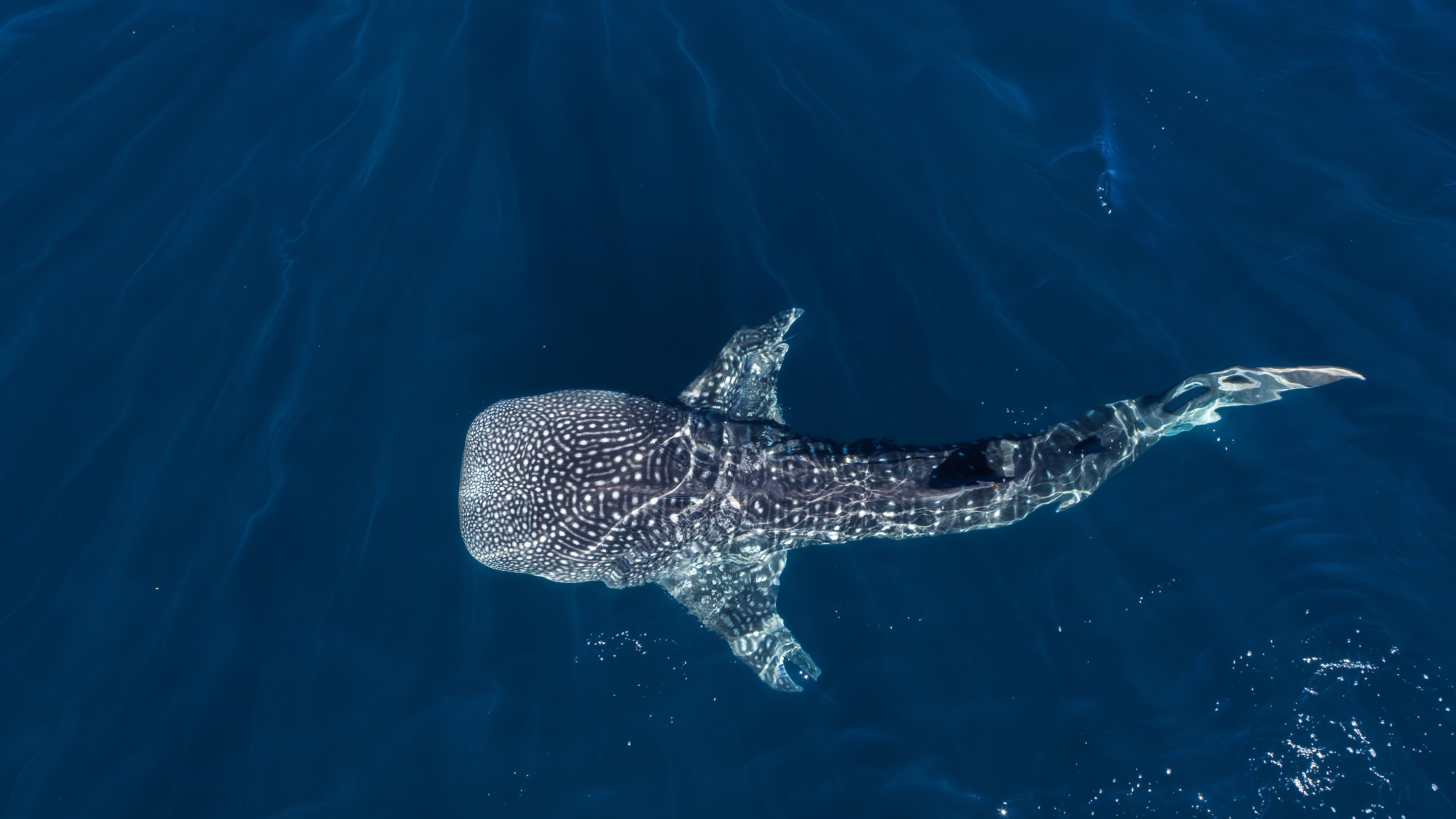 Whale or Shark: The Ultimate Dilemma