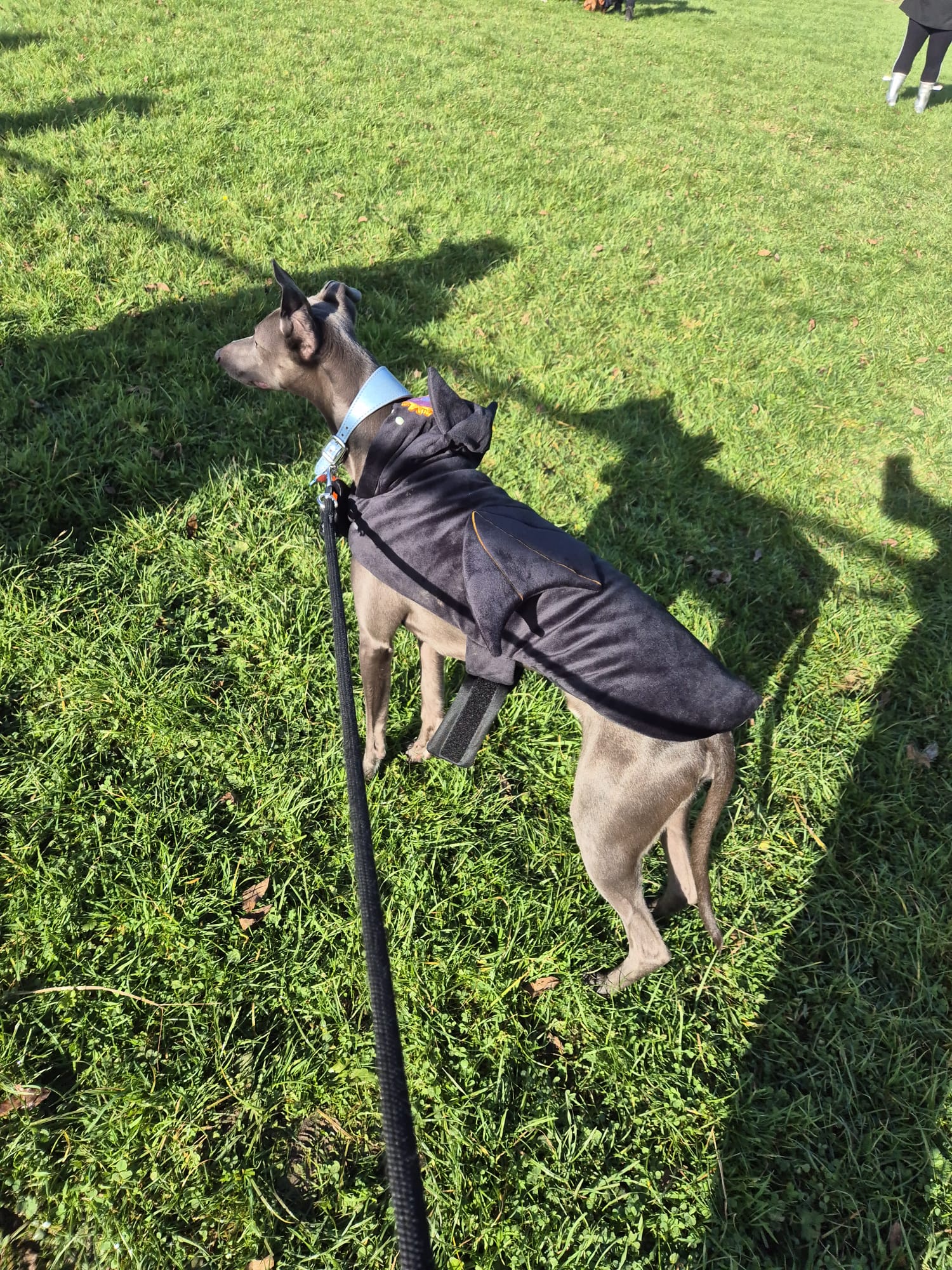 Introducing the Spider Dog: A Furry Web-Slinger!