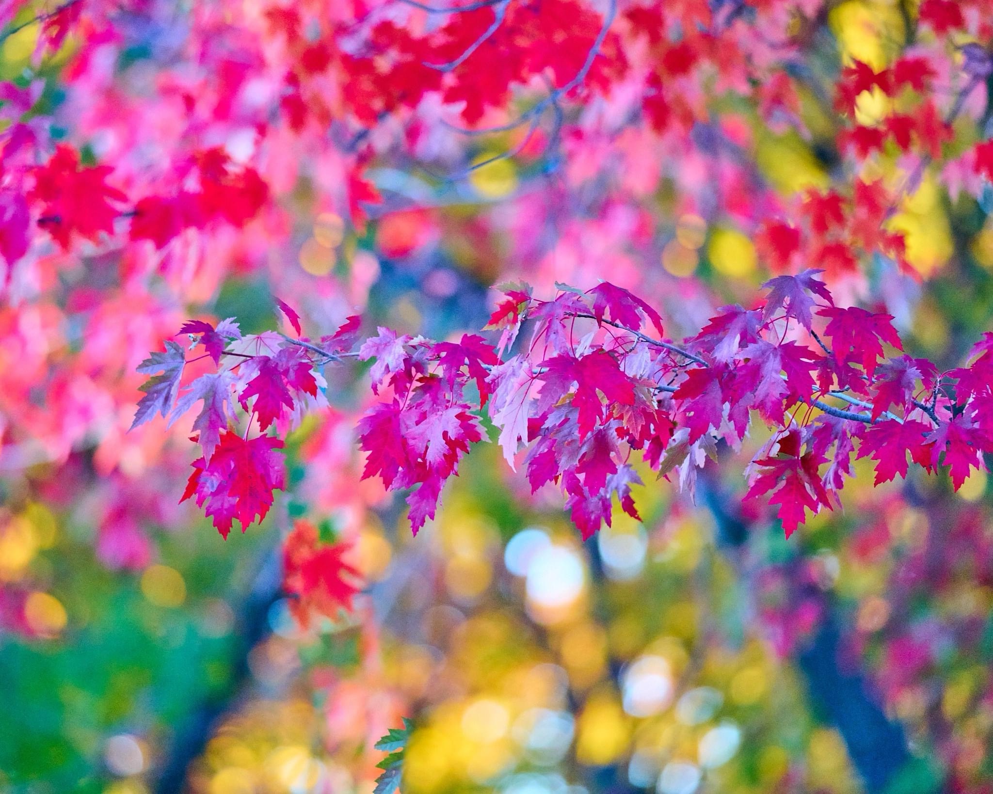 The Beauty of Autumn: Leaves in All Their Glory