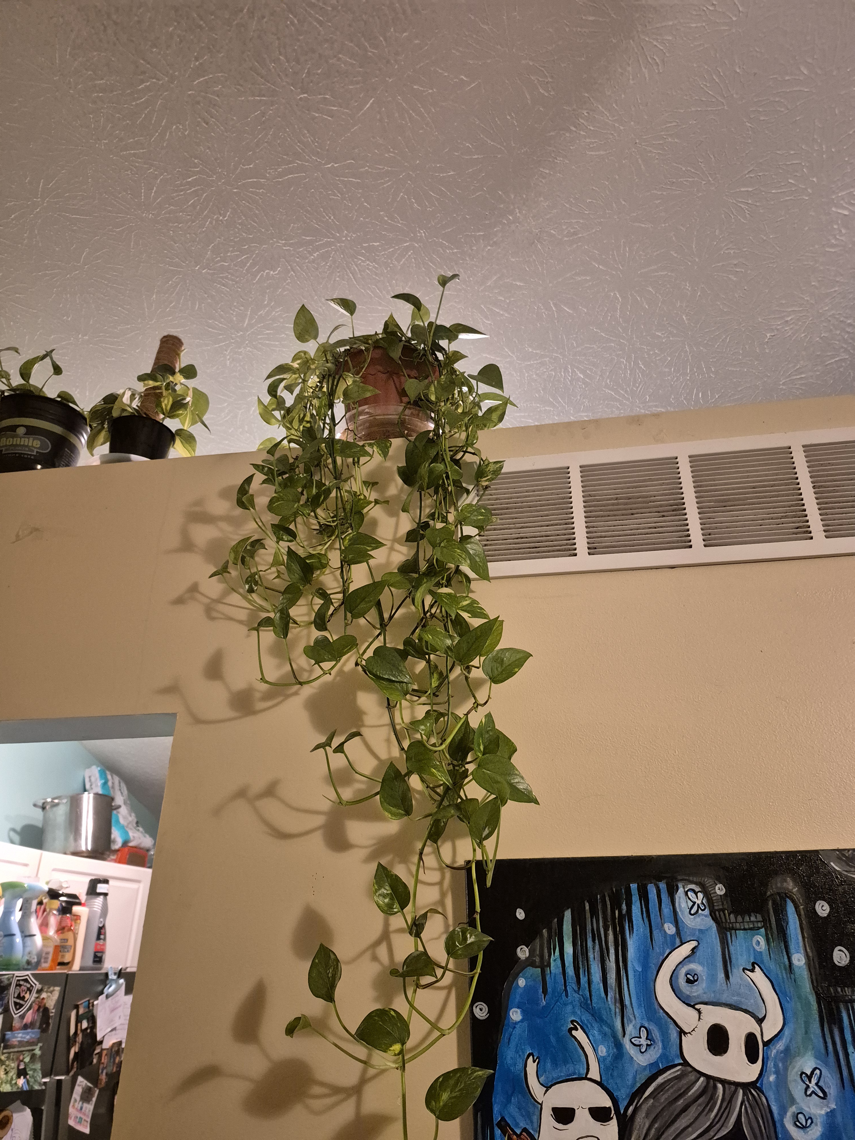 My Expanding Collection of Houseplants