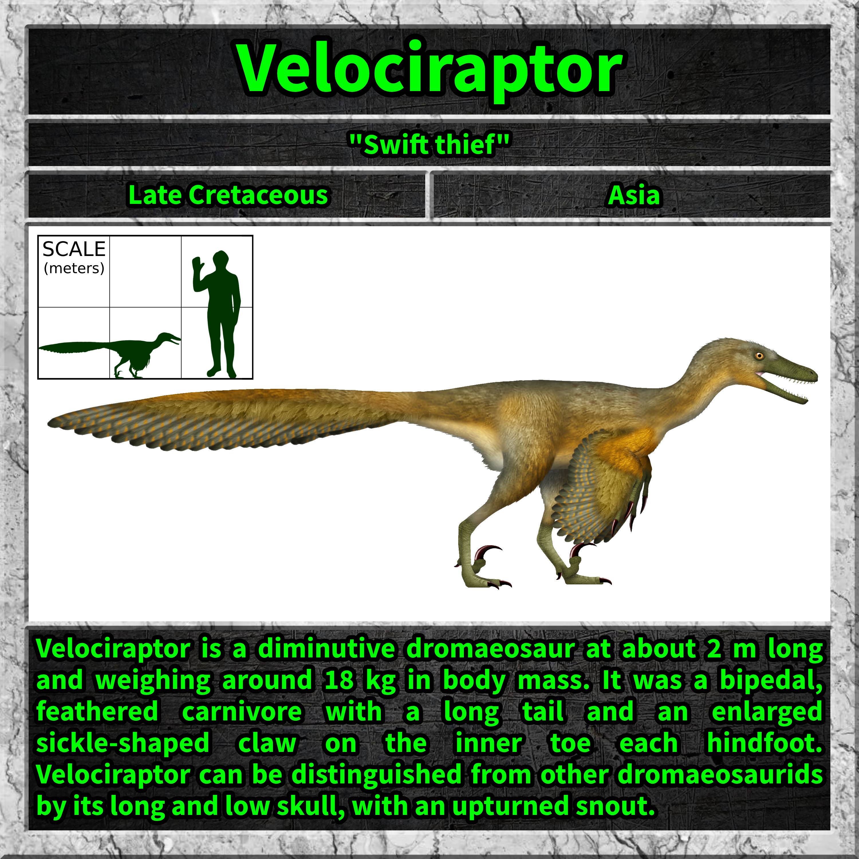 The Mighty Velociraptor: Nature's Fearsome Predator