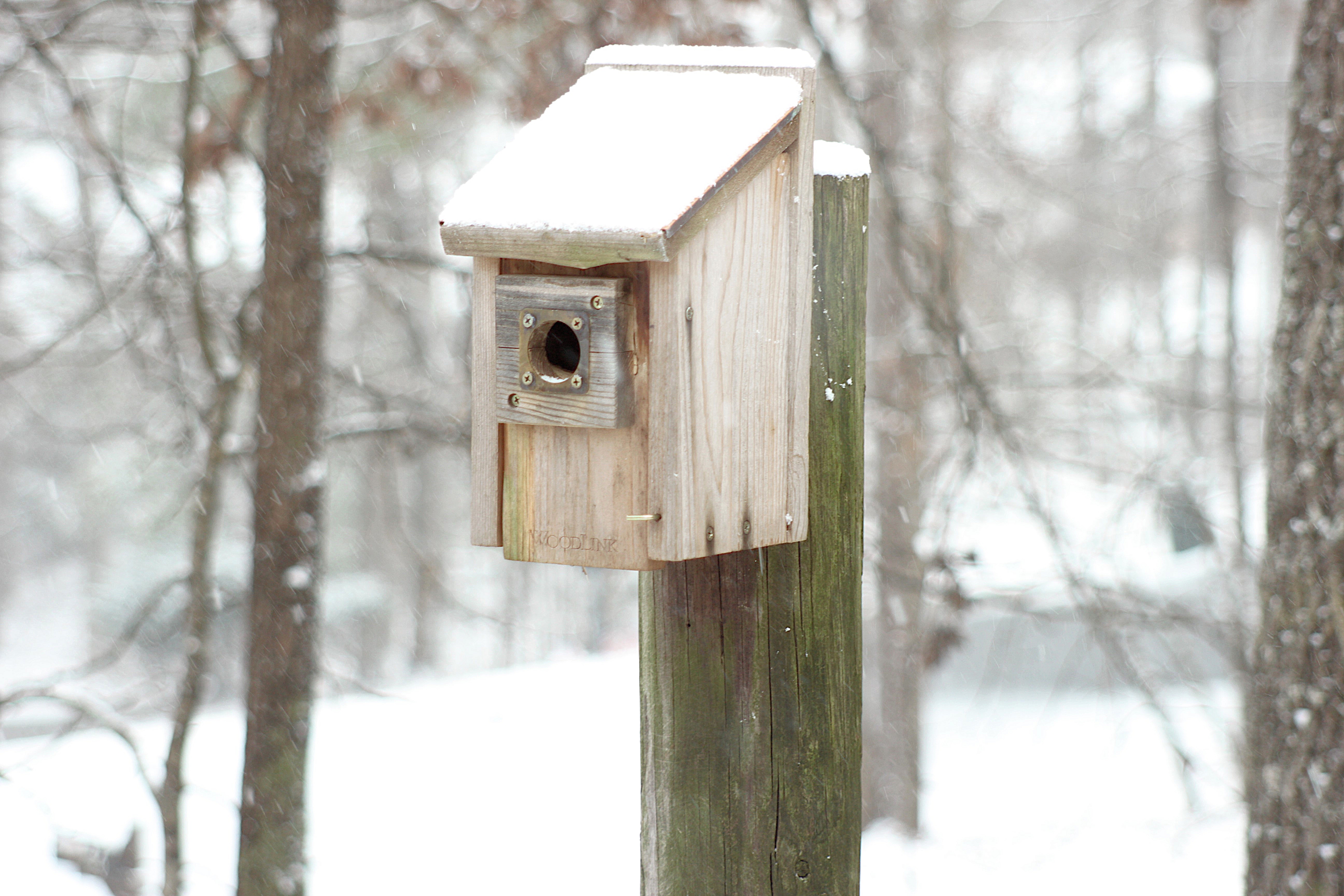 A picturesque snowy birdhouse scene.