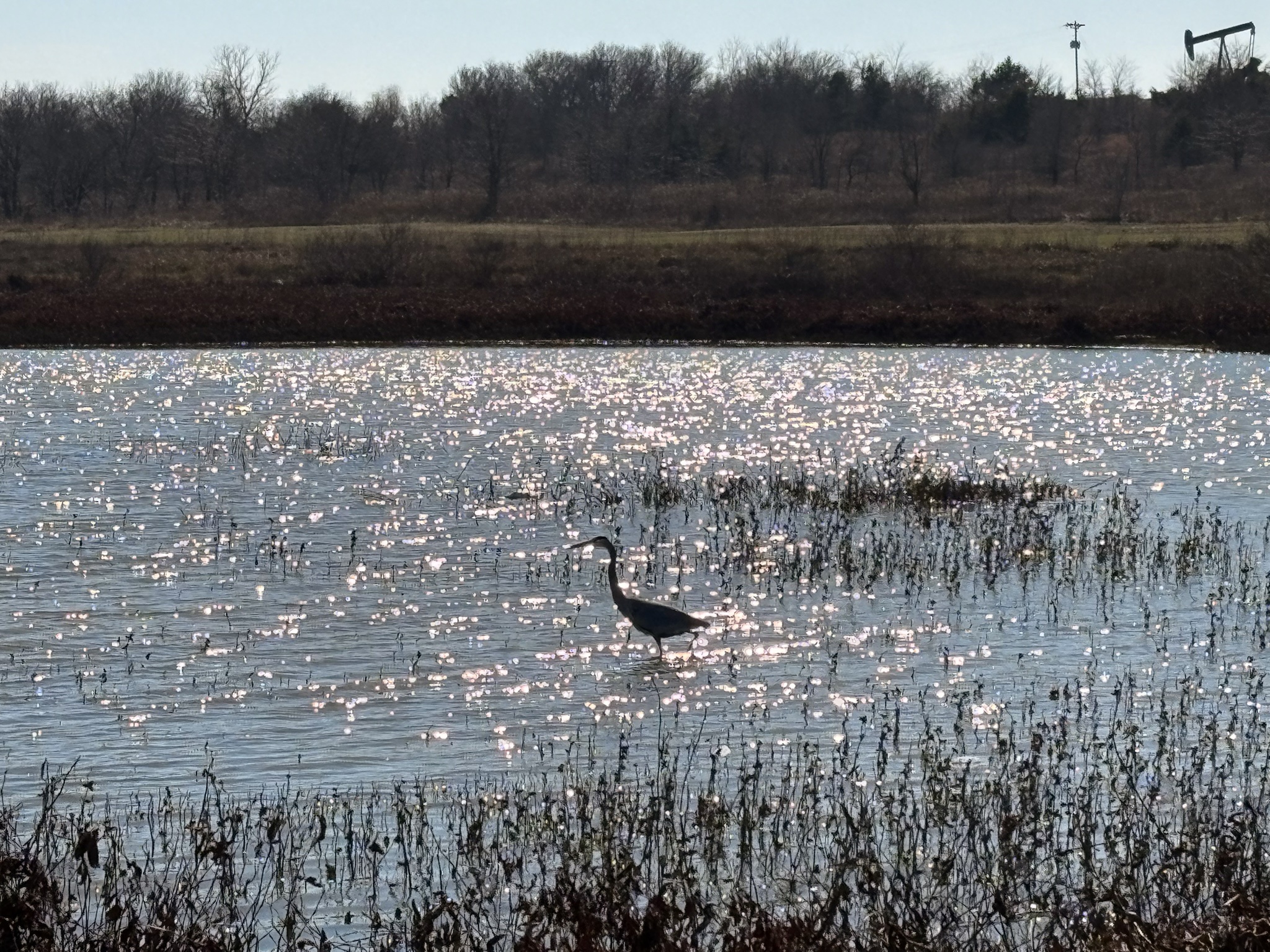 Heron Glowing in the Golden Hour