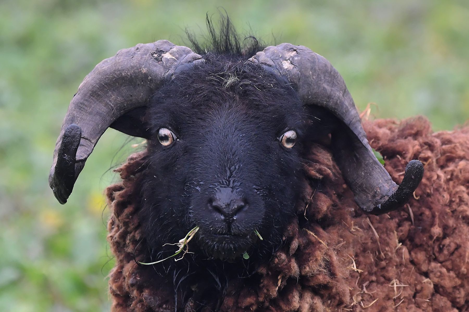 Meet the Unique Ouessant Sheep from France's Vienne Department