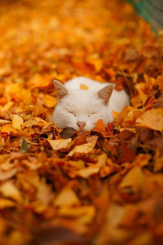 Please, Leaf Me Alone!