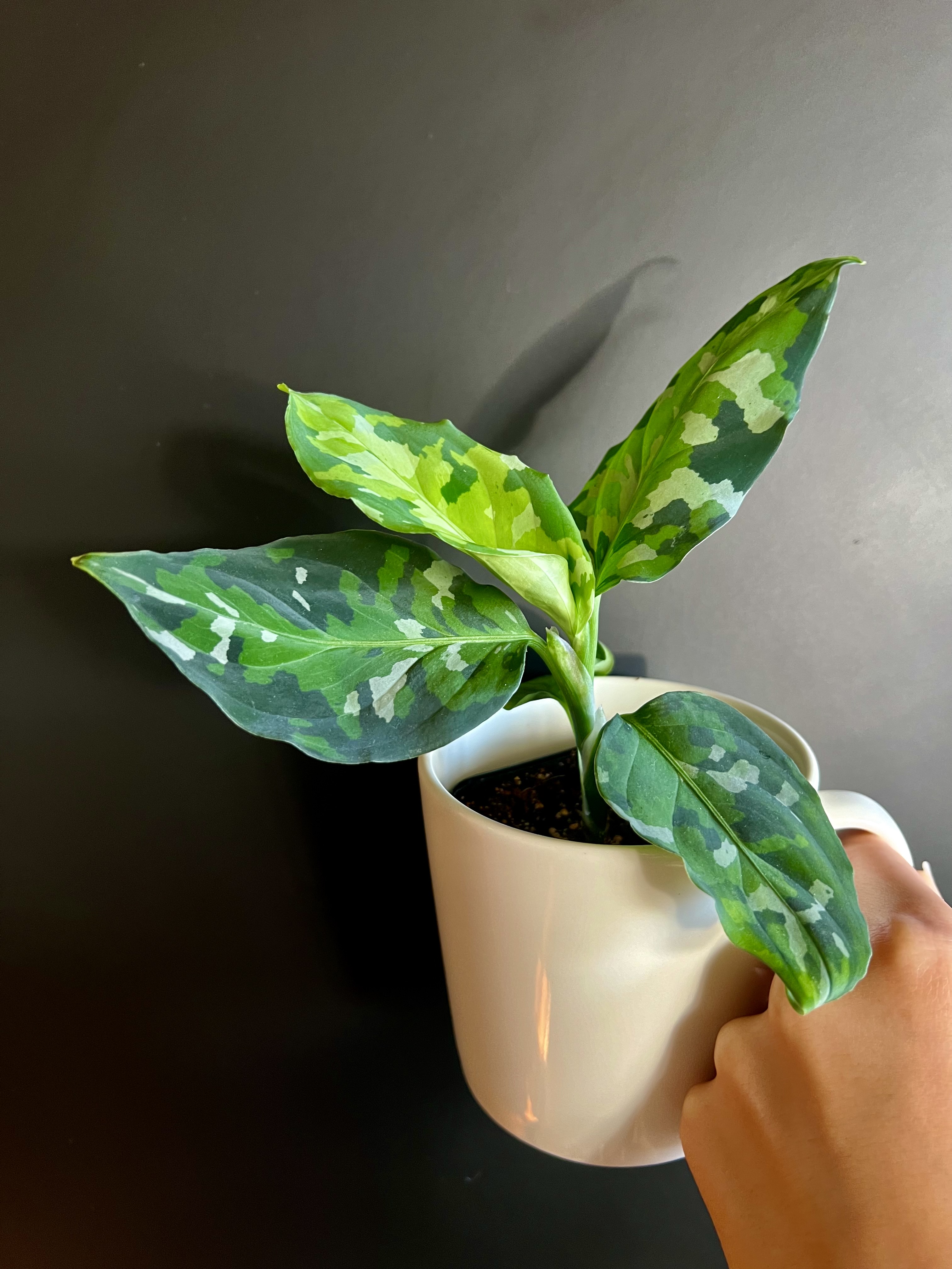 Meet the Stunning Aglaonema pictum 'Tricolor'