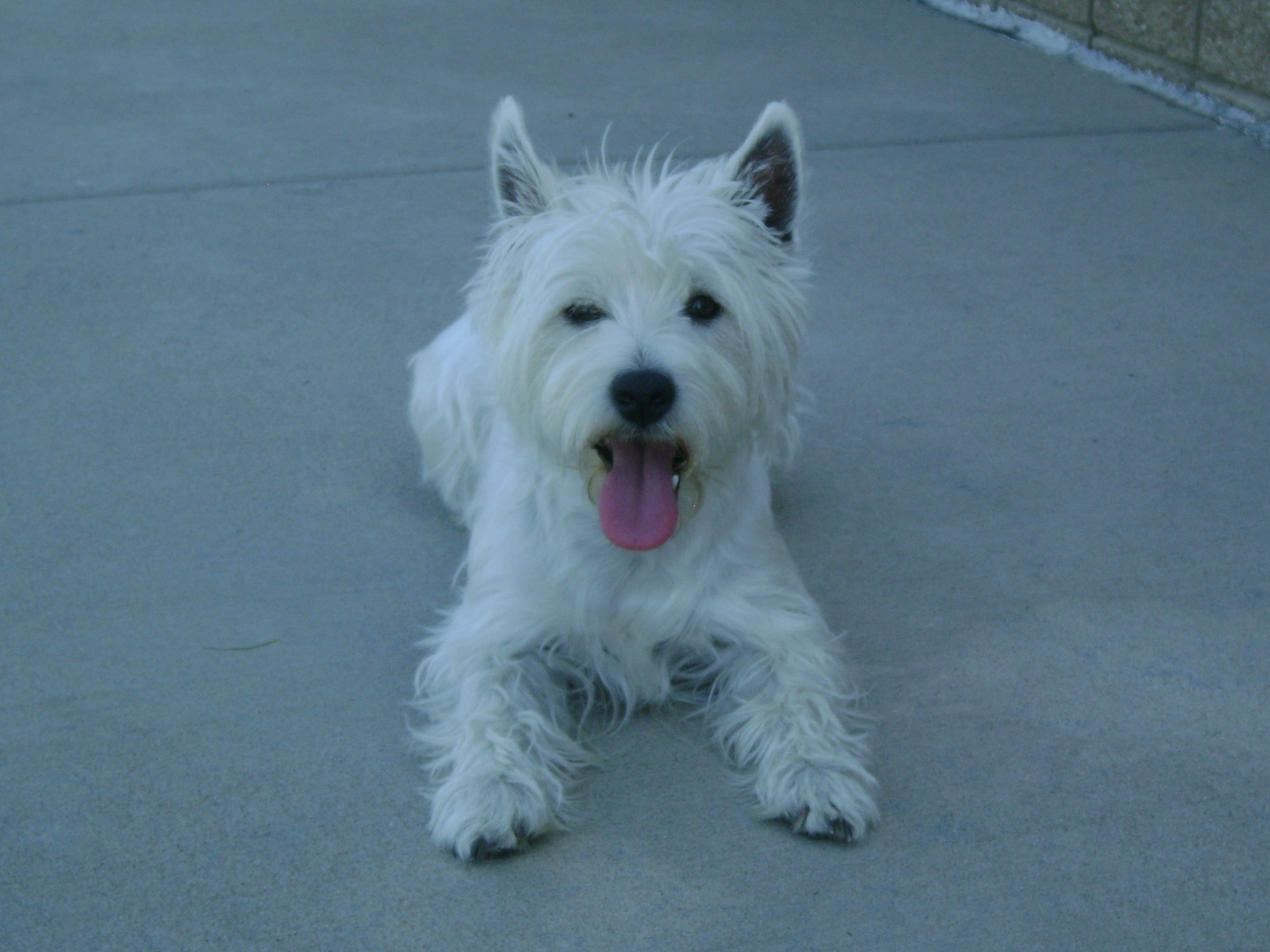 Honoring My Beloved Lily Bella: A Daily Celebration of Life