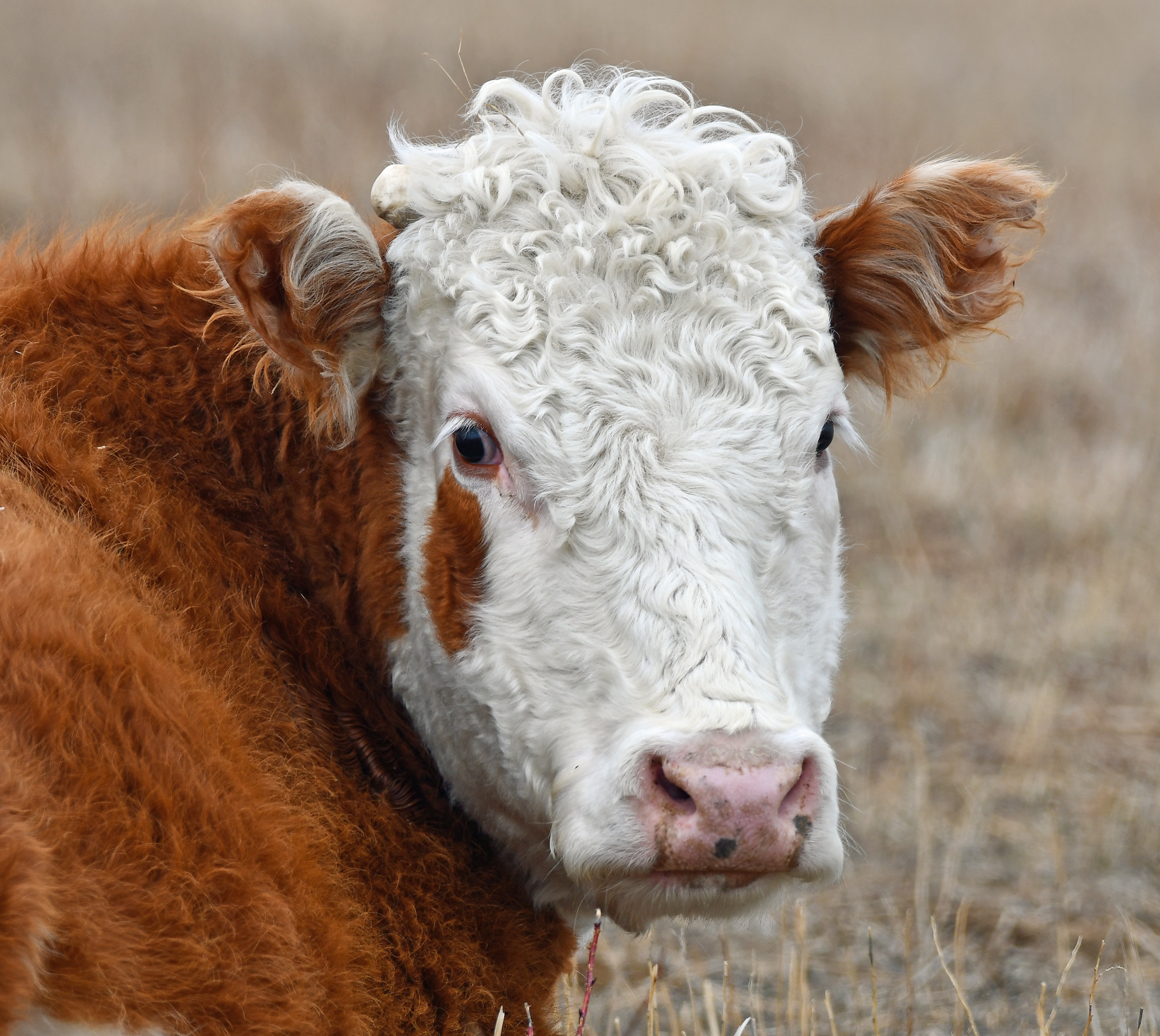 Wait, is that a teardrop tattoo? What has this cow been up to?