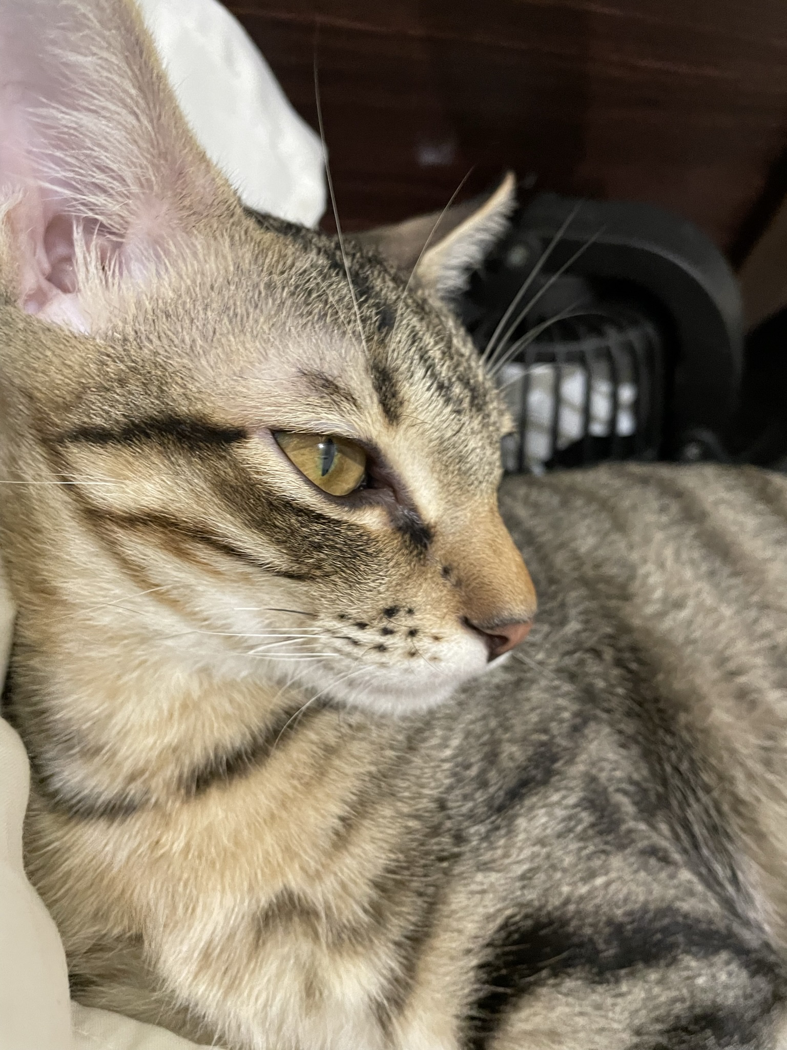 Cozy Moments: Lying on My Pillow