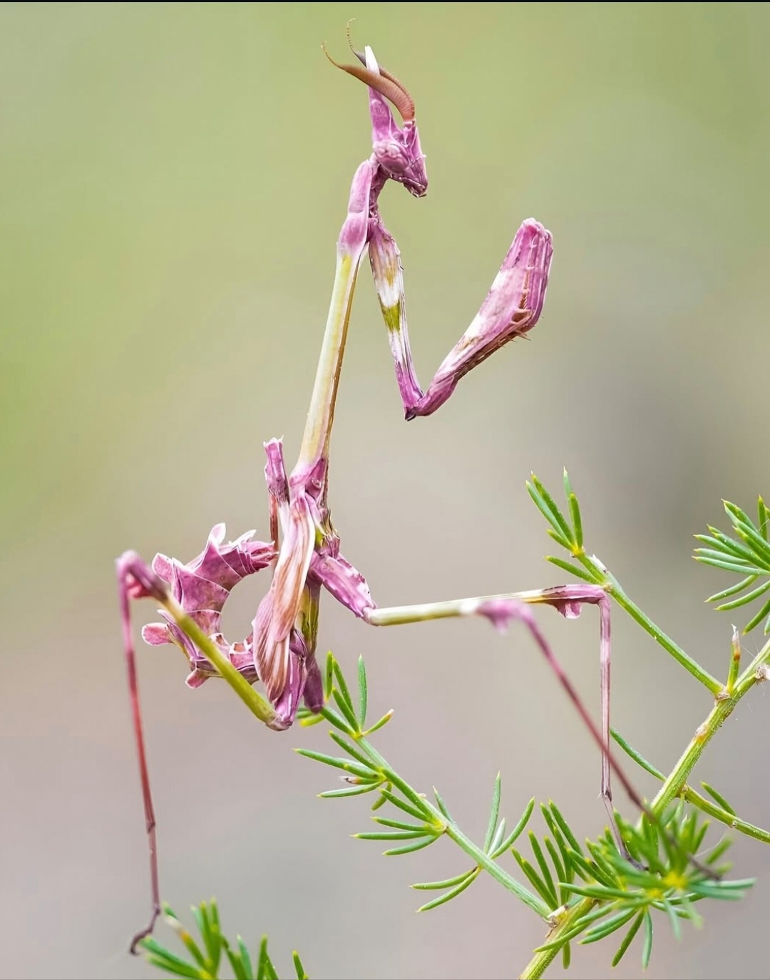 Meet the Stunning Pink Empusa Mantis: Nature's Marvel