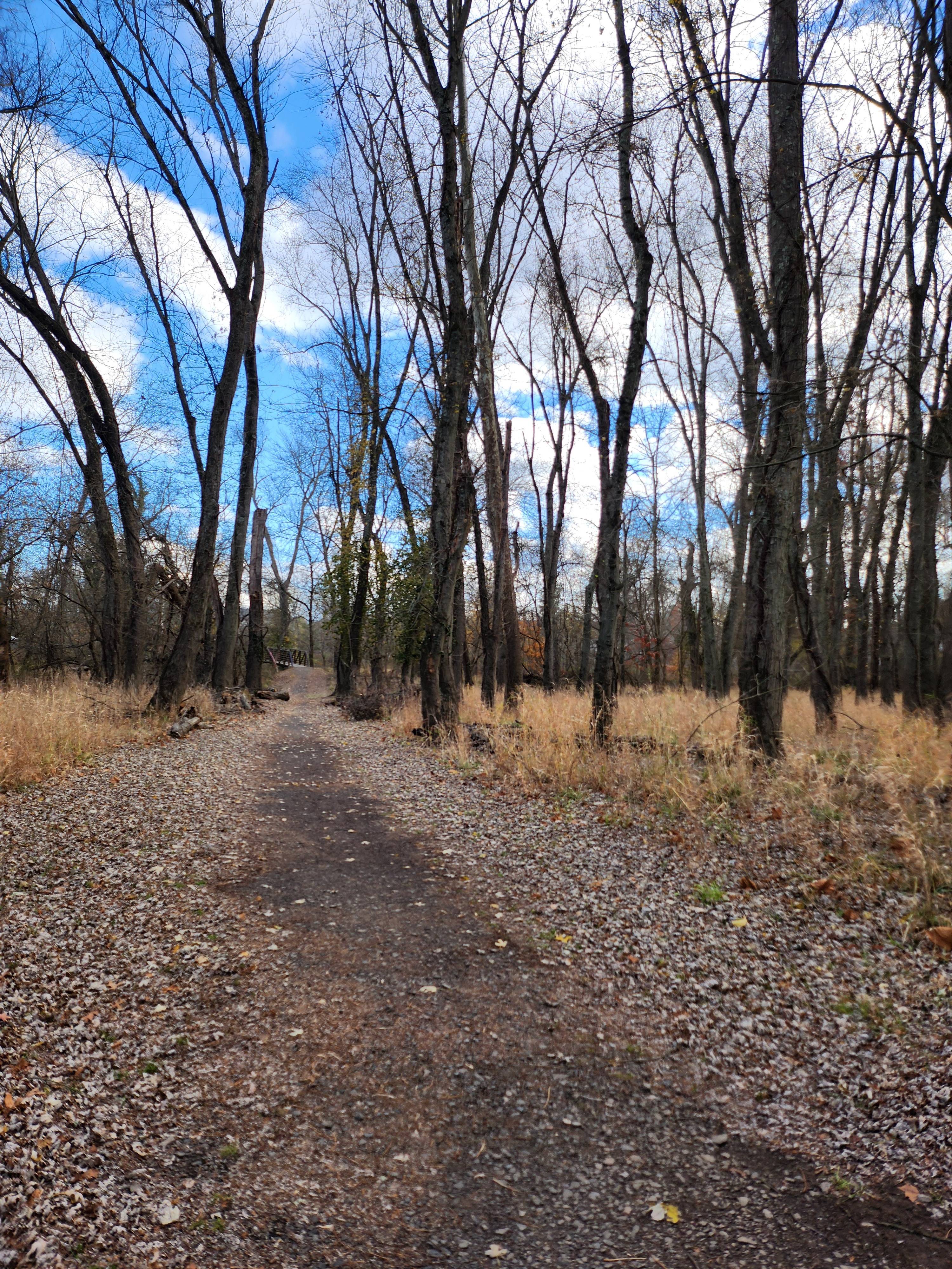 Spontaneous Forest Walk: Check Out My Random Snaps!