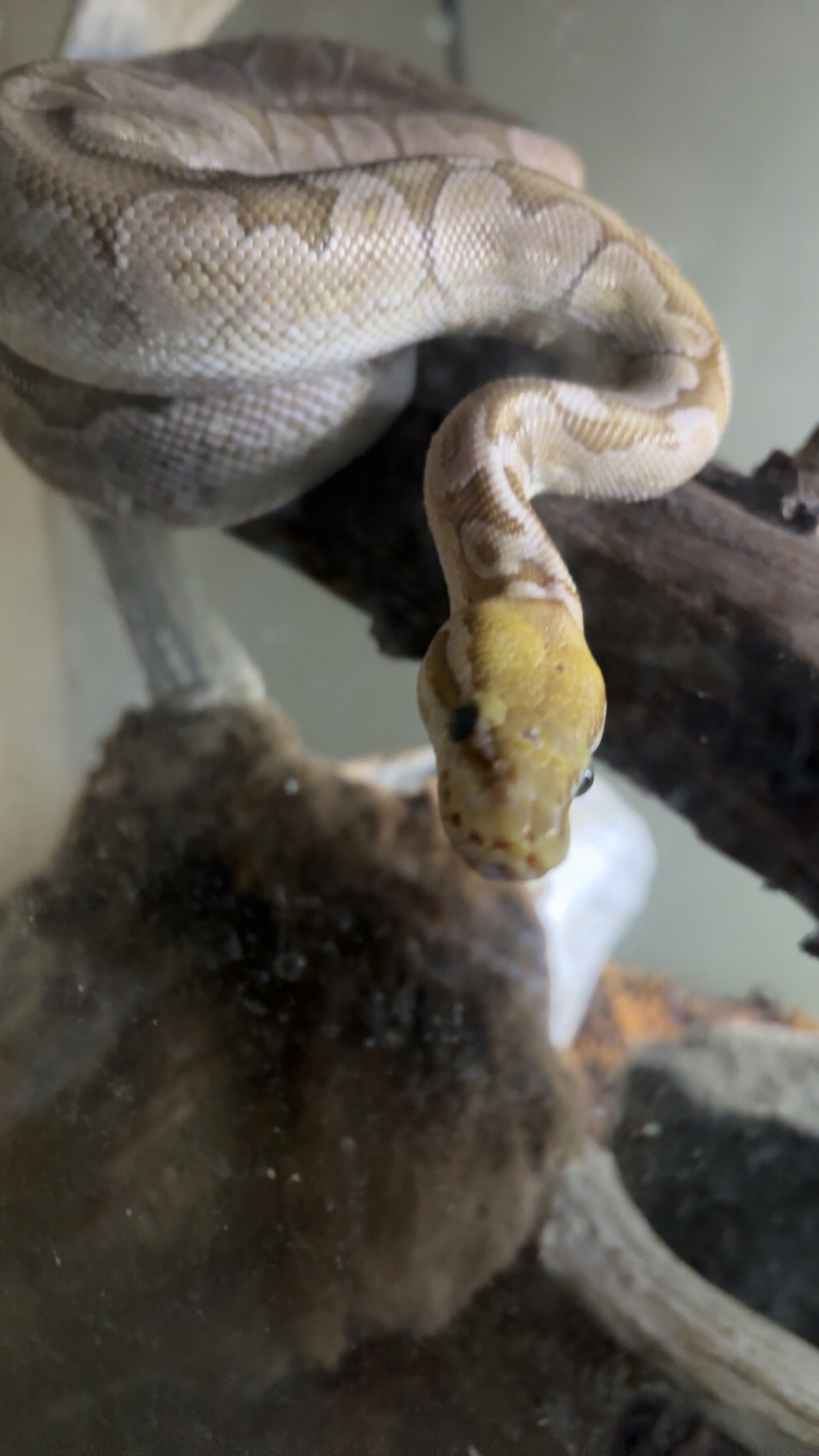 Meet Gort: The stunning pastel ball python with a bamboo twist.