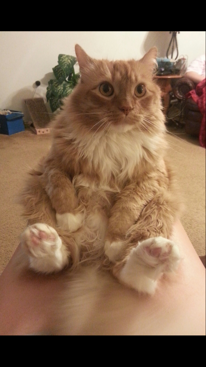 Meet Peanut: The Cat Who Sits Like a Human