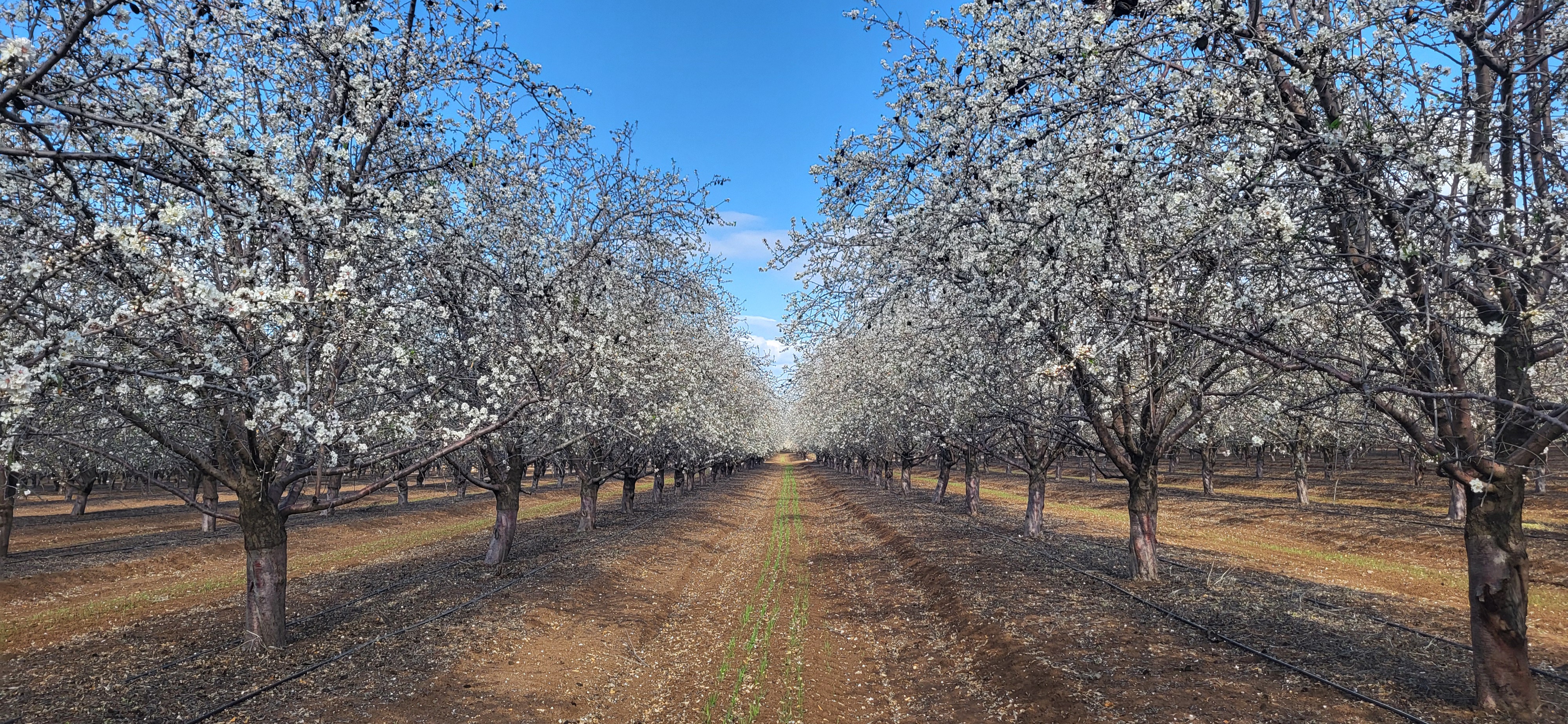 Strolling through the almond trees in the beautiful springtime.