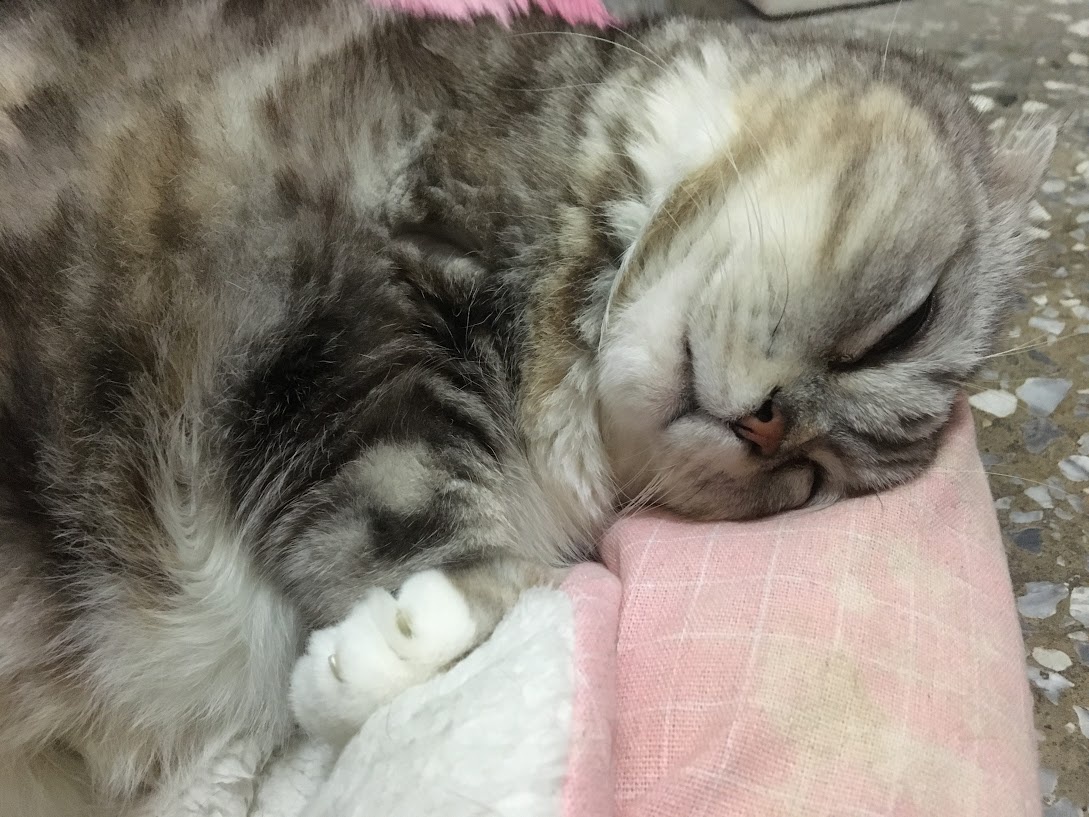 The Cat Chronicles: A Furry Adventure