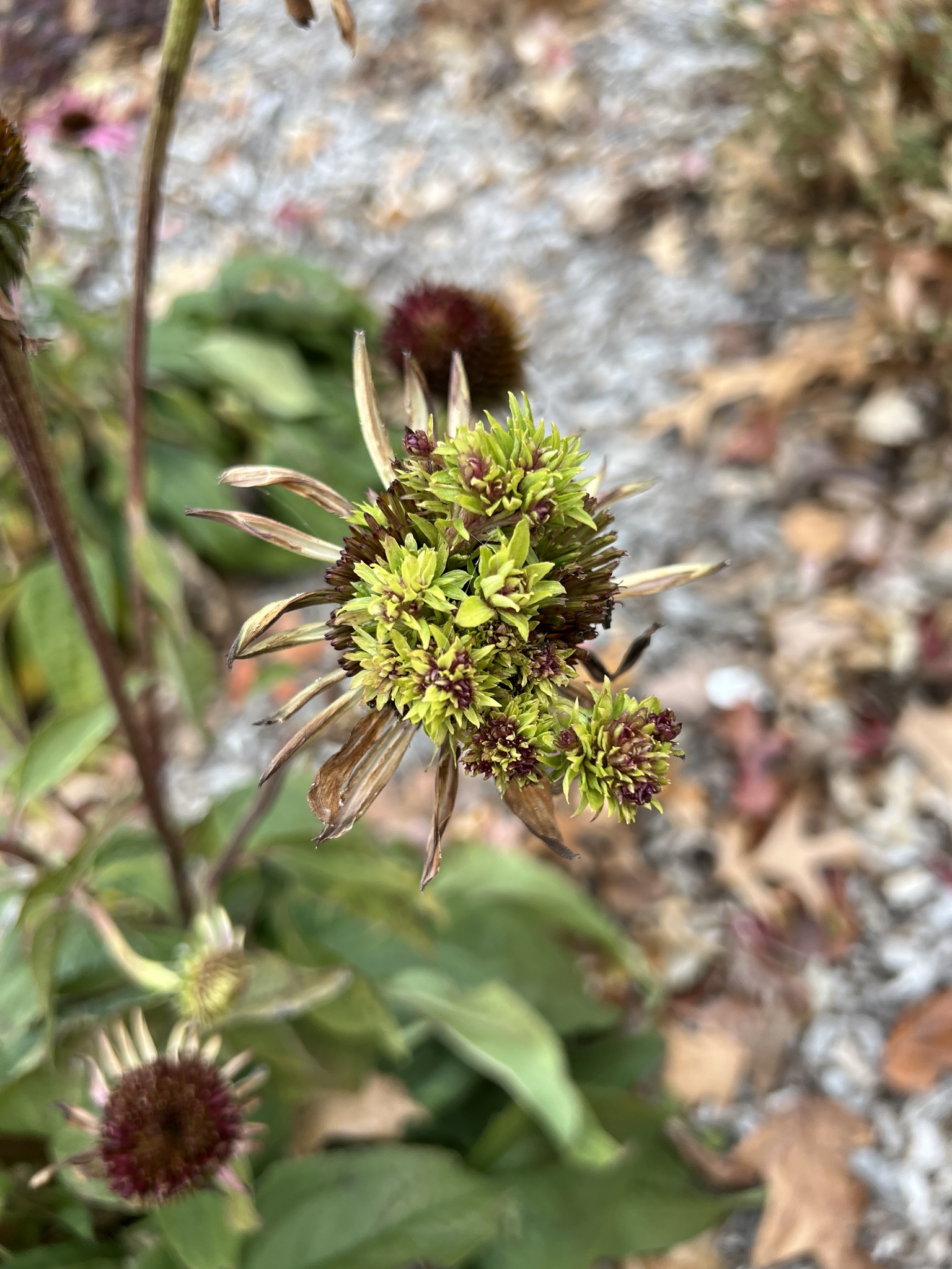 Need help diagnosing a plant issue? Is it aster yellows?