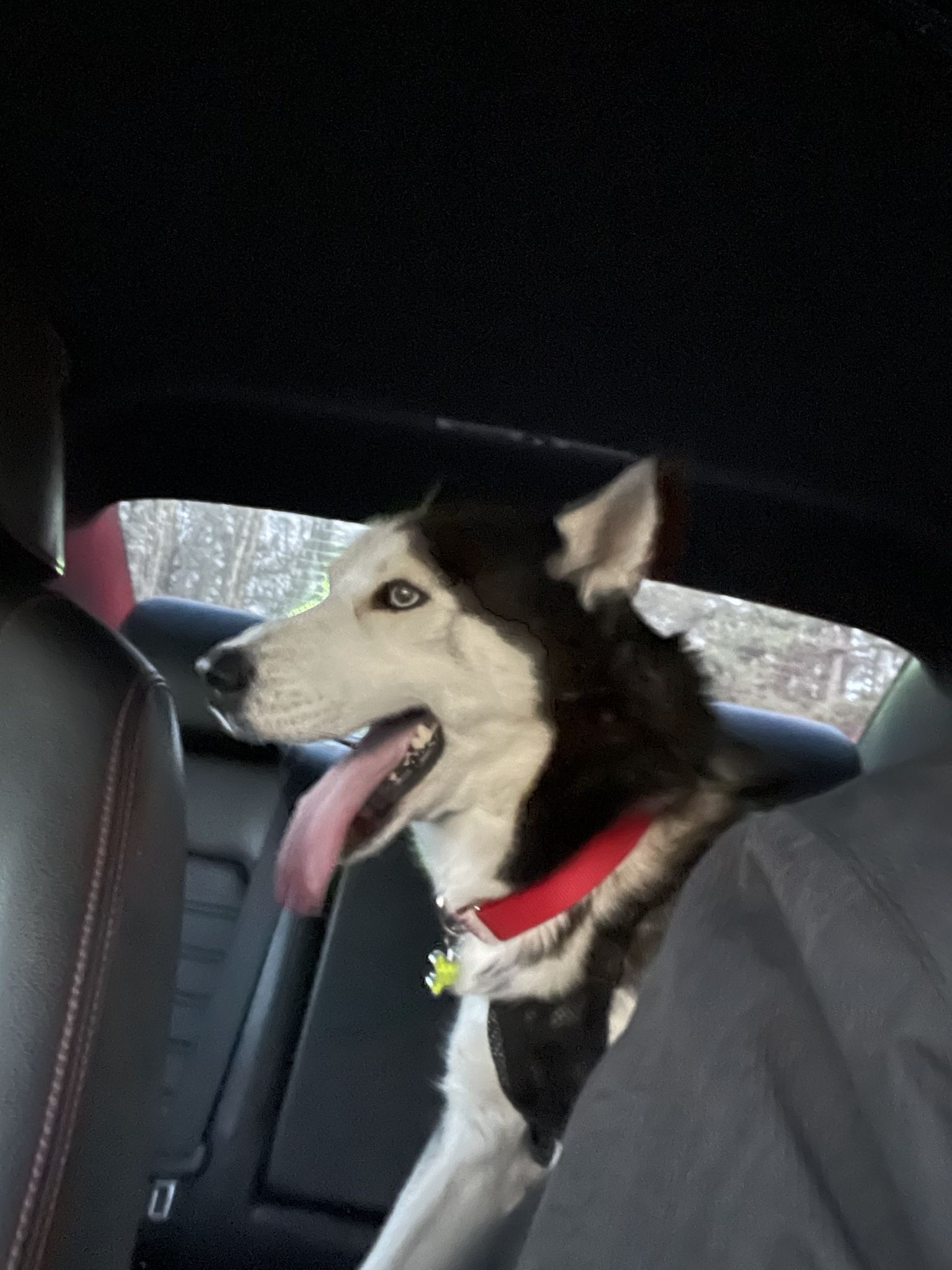 Sal's Adventures Behind the Wheel