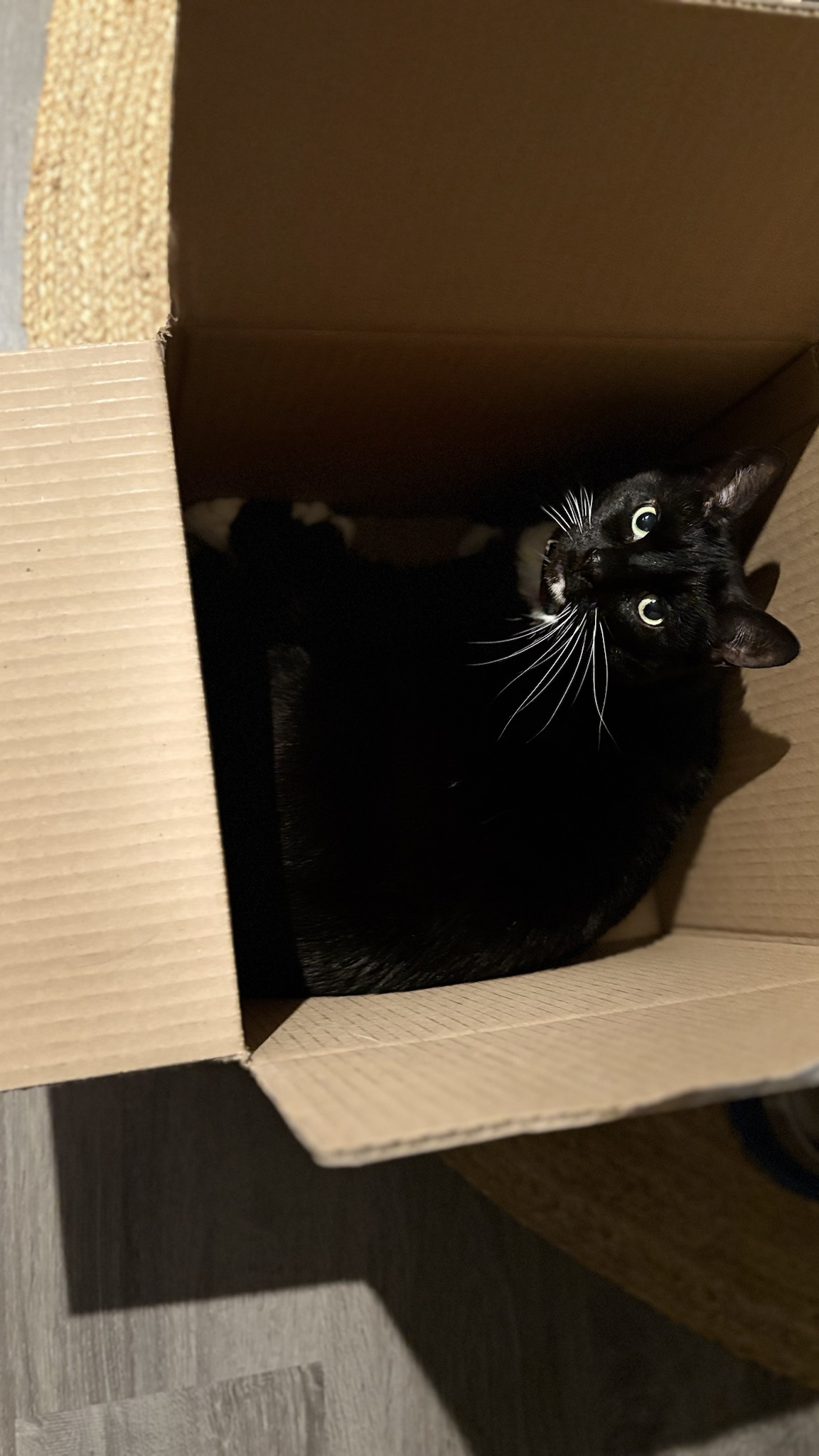 If she fits in there, she definitely claims it!