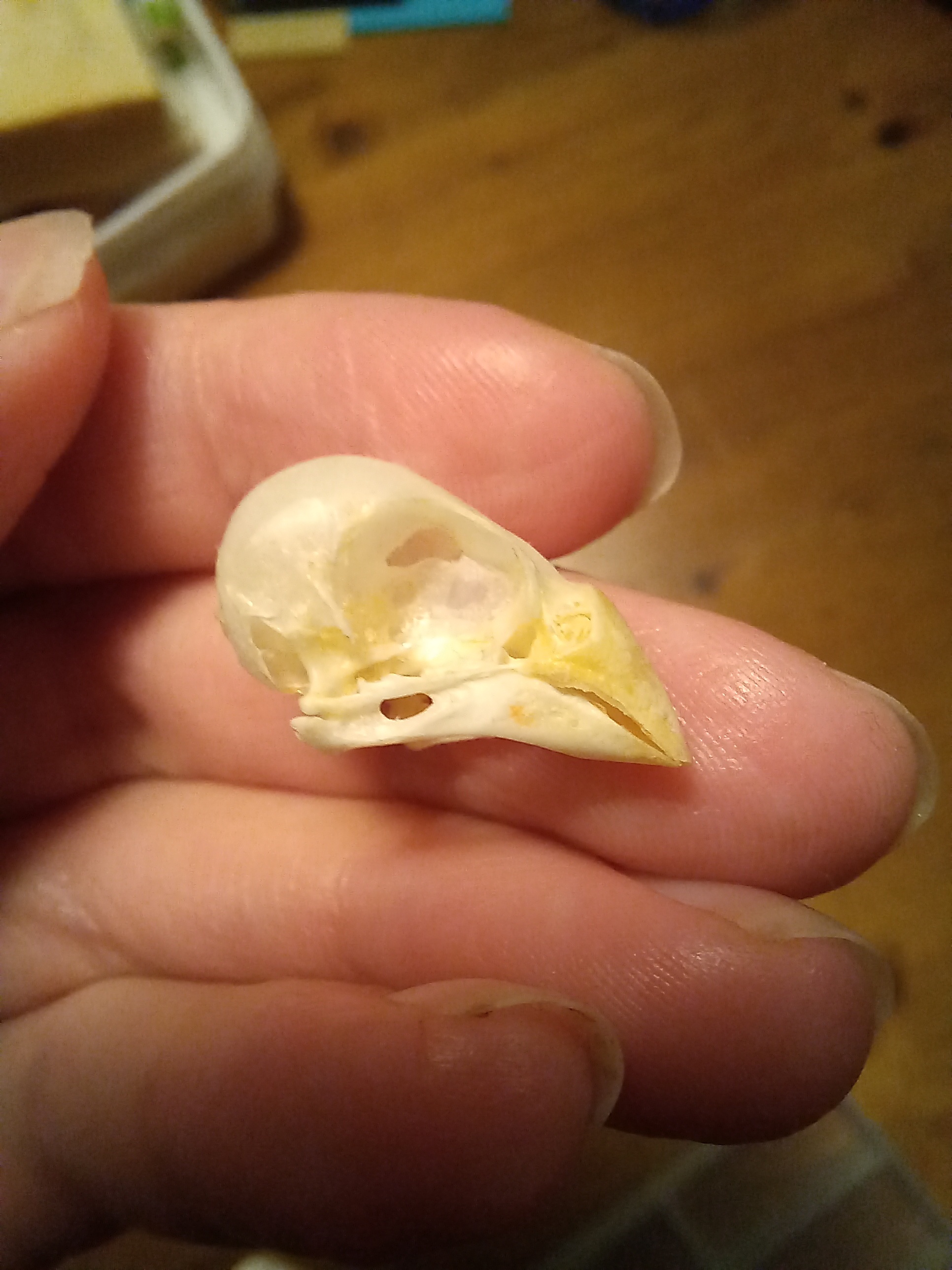 The Fascinating Gouldian Finch Skull