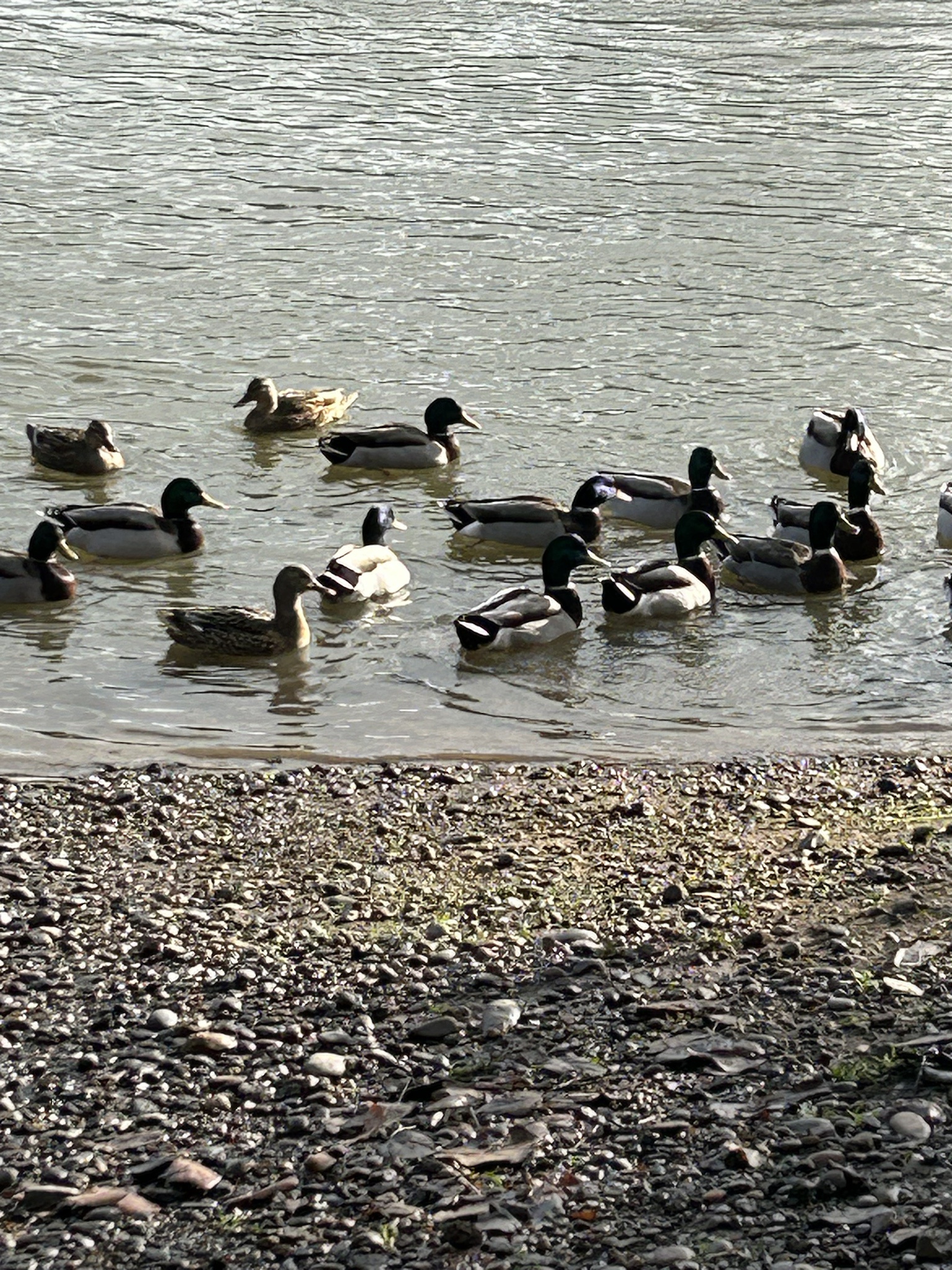 The Classic Game of Duck Duck Acorn