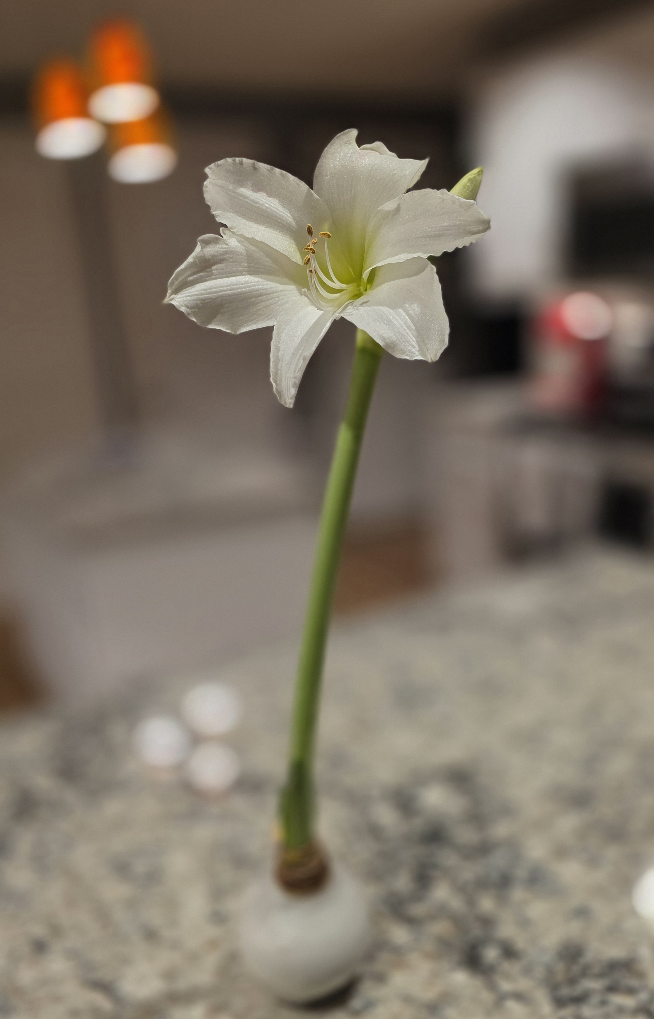 Our Amaryllis is blooming beautifully once more!