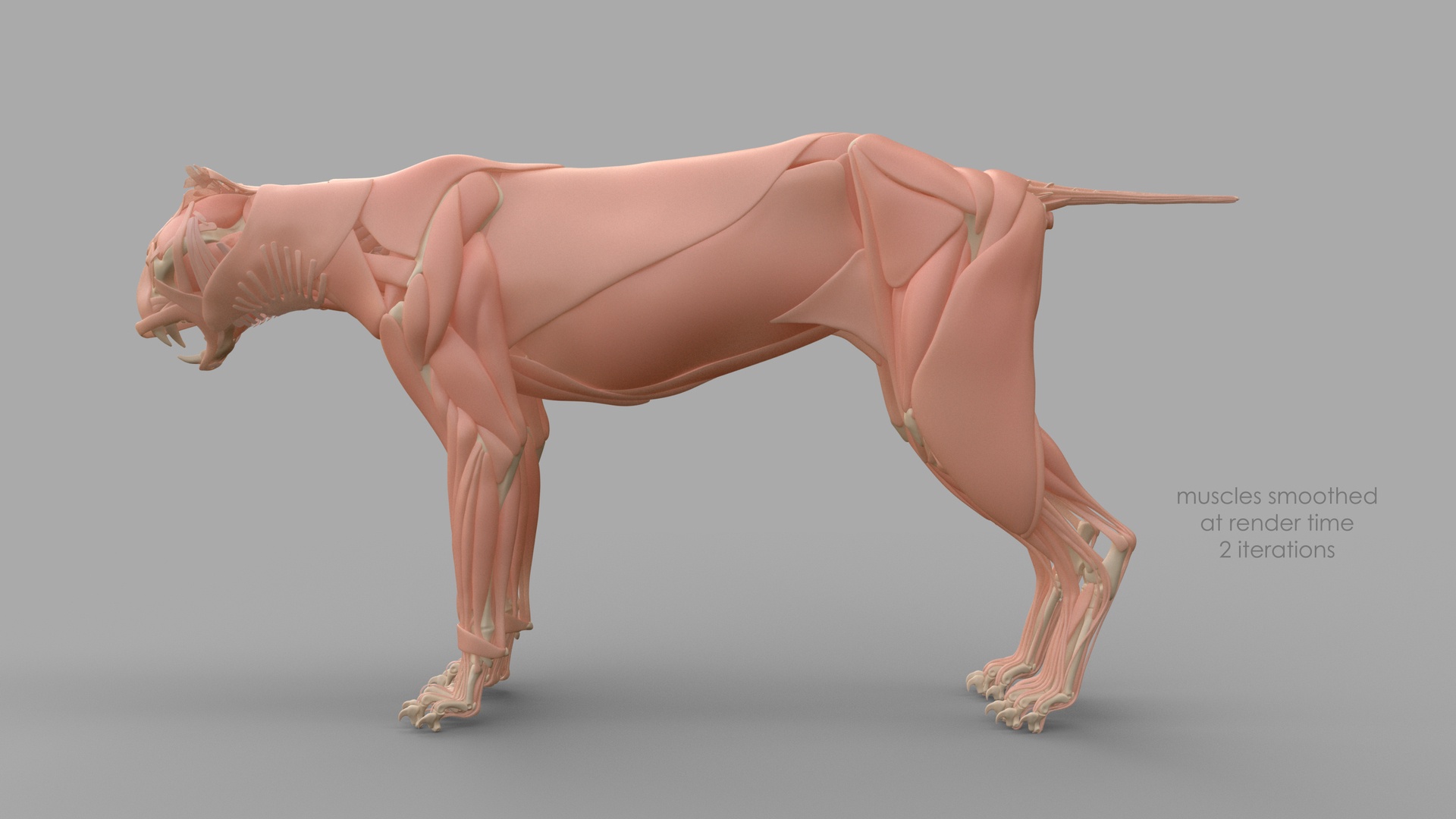 Exploring the Intricacies of Lynx Muscle Anatomy