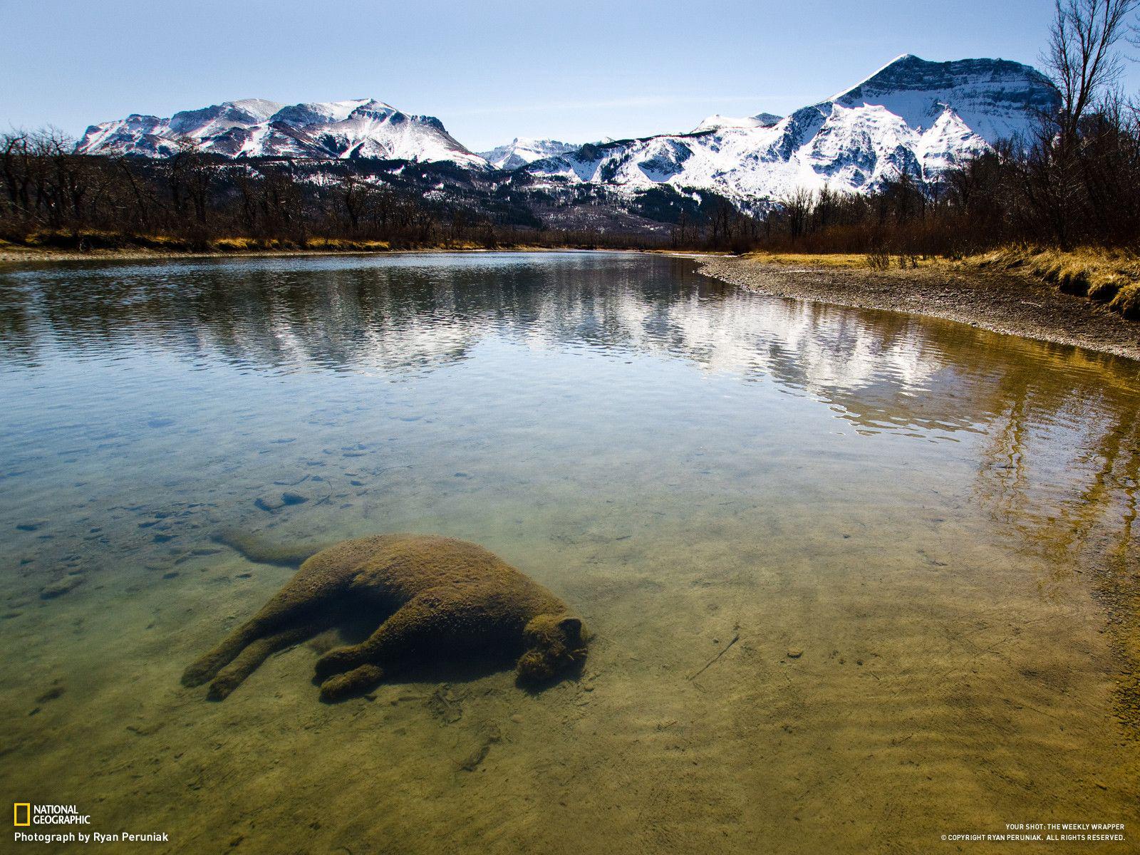 The Final Resting Place of a Majestic Mountain Lion