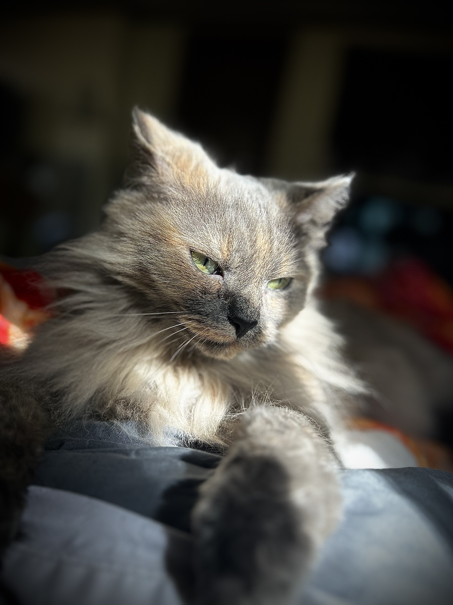 Embracing the Chill of a Lazy Sunday