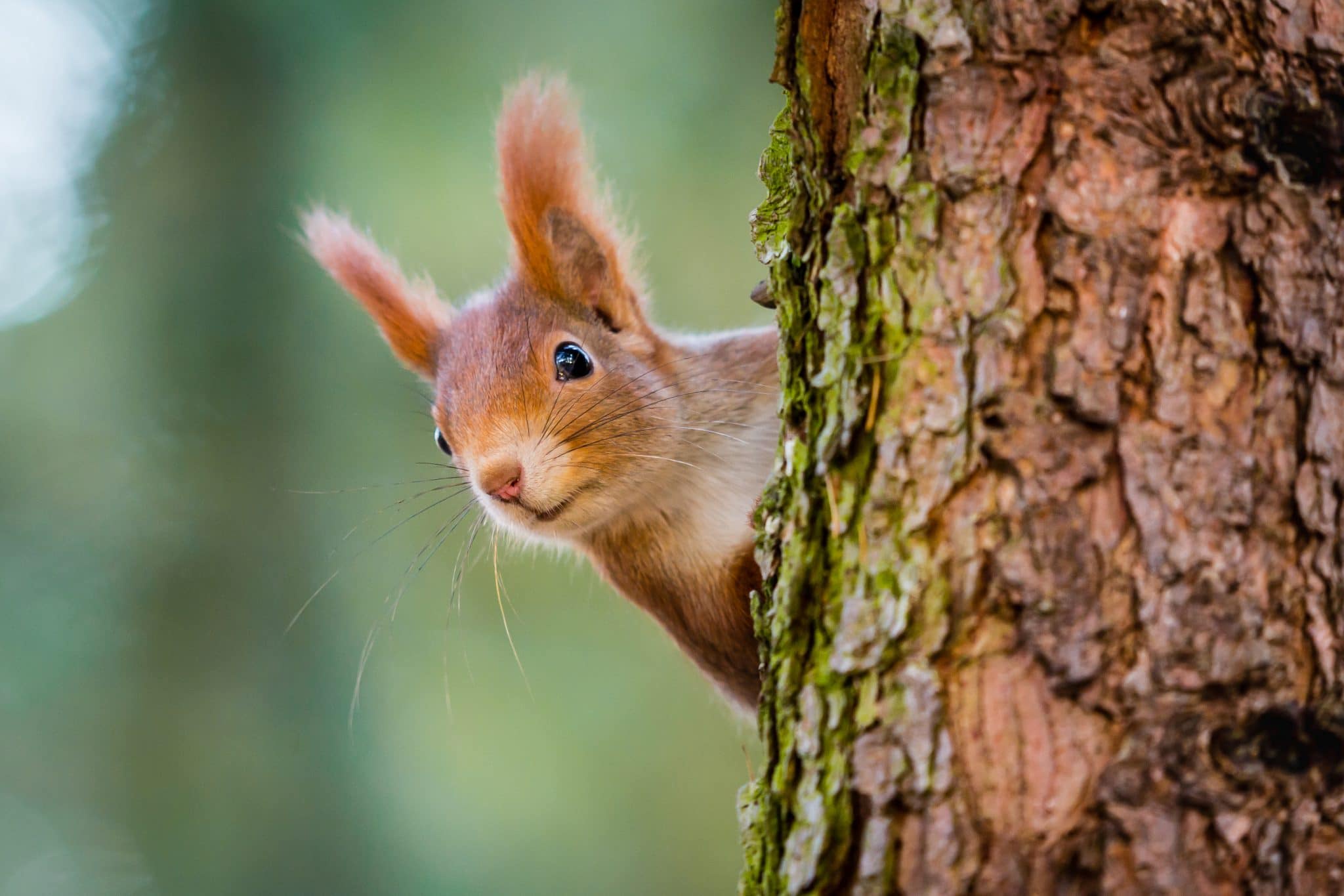 Did someone mention Team Acorn?