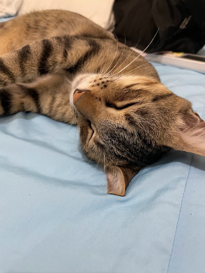Another Day, Another Cat