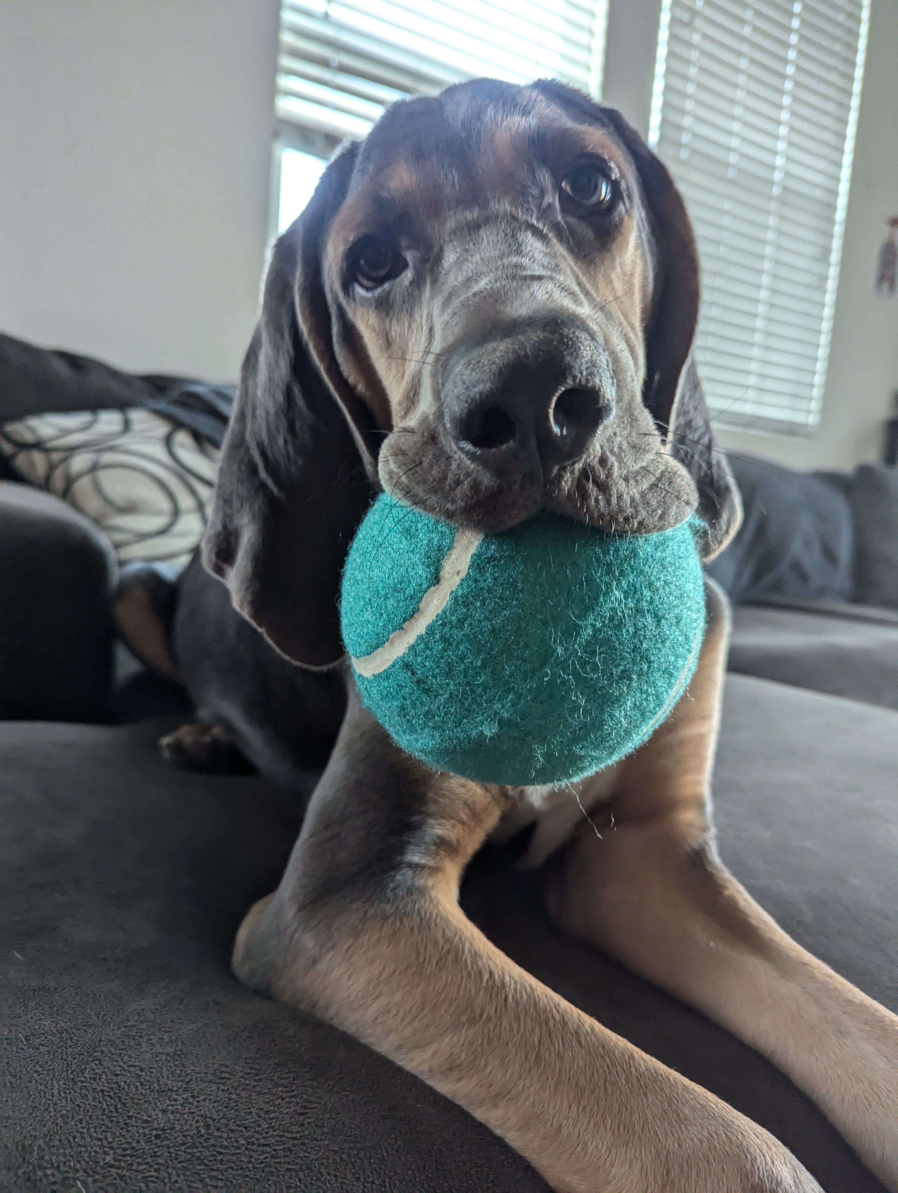 Doomscrolling Break: Share Your Adorable Pet Pictures!
